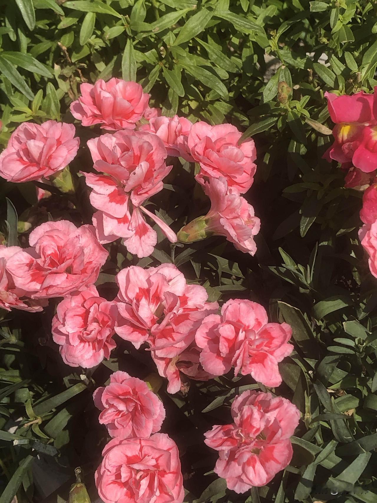 春日逛公园沿途的杜鹃花真好看，粉杜鹃开得热热闹闹，红枫和紫花相映成趣，茶花、石竹