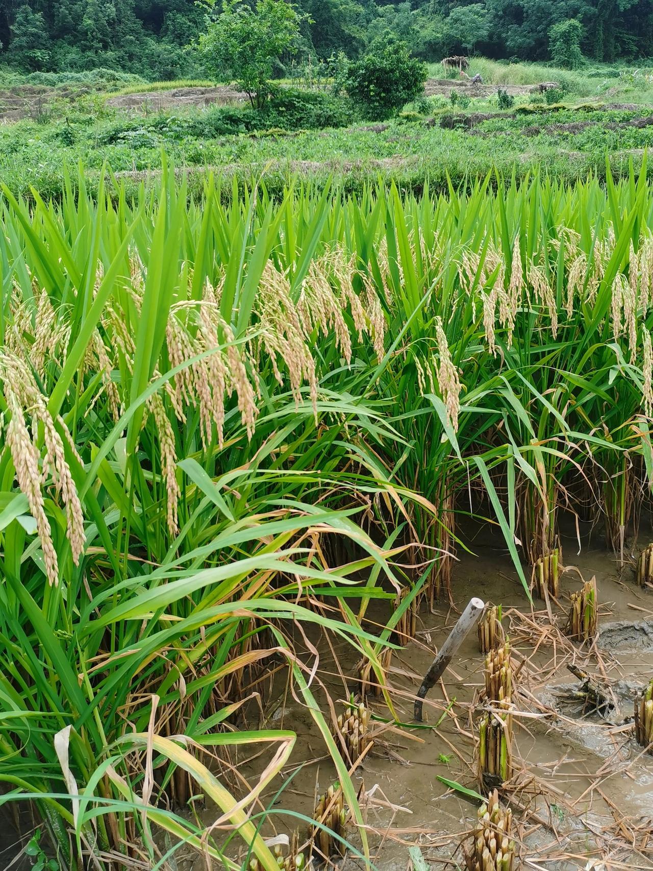这简直小时候的噩梦…
不要问我为什么不回信息，问就是腾不开手
