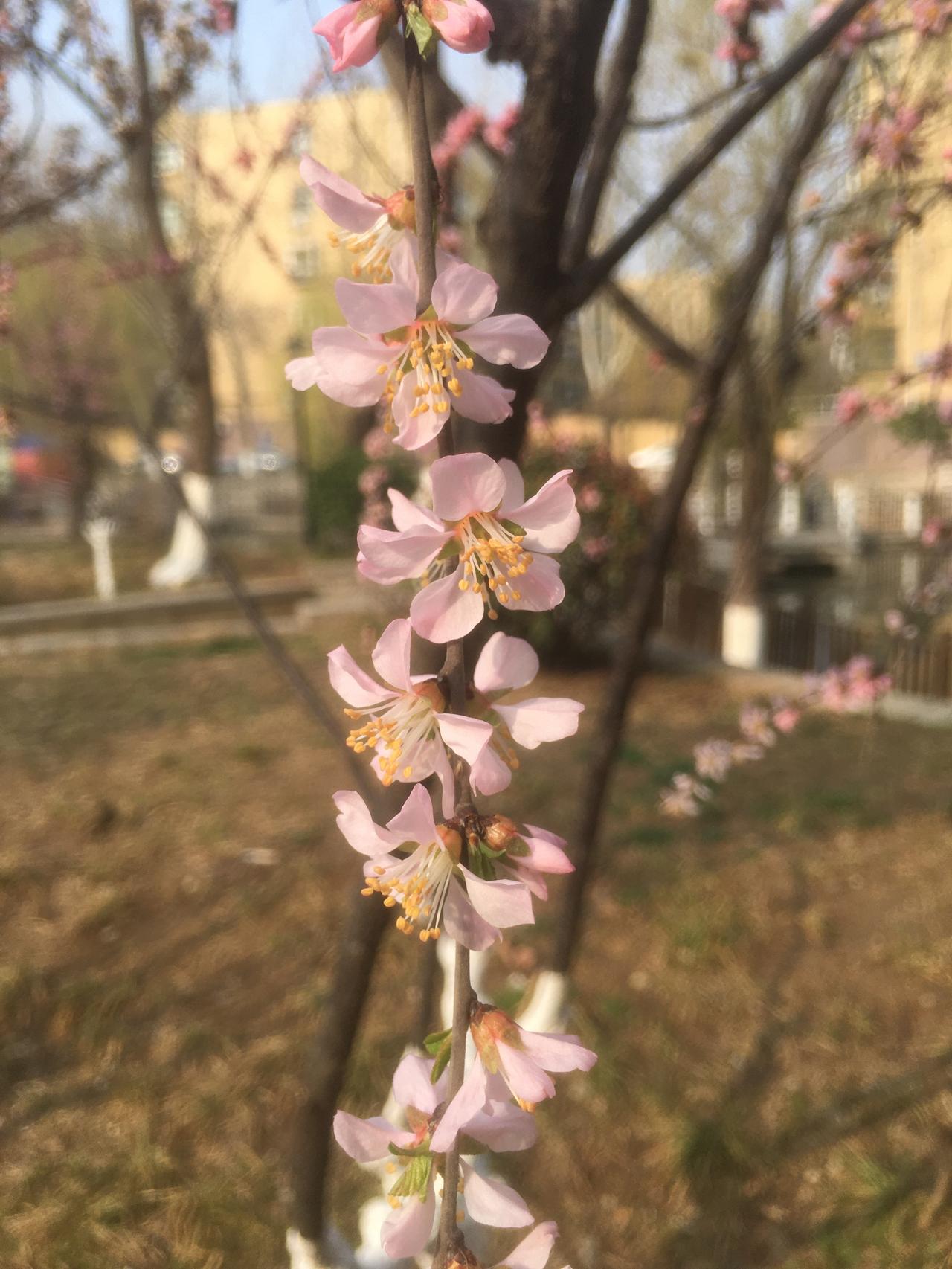 小池塘旁边的单瓣榆叶梅开了，粉色的小花像微缩版的小桃花，远远看去，特别娇嫩。
