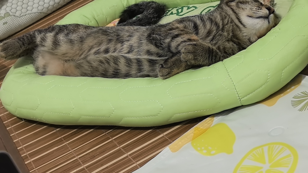 狸花猫是不是都这样睡觉的 
