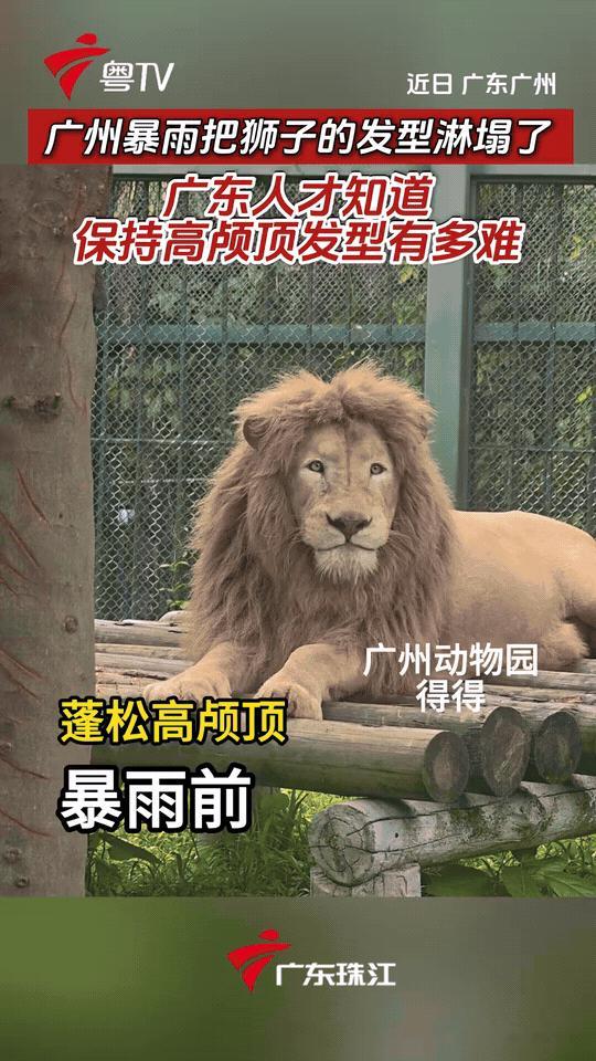 广州一场暴雨，直接把石狮子的高颅顶发型淋塌。

广东人看完狠狠共情：在多雨潮湿的