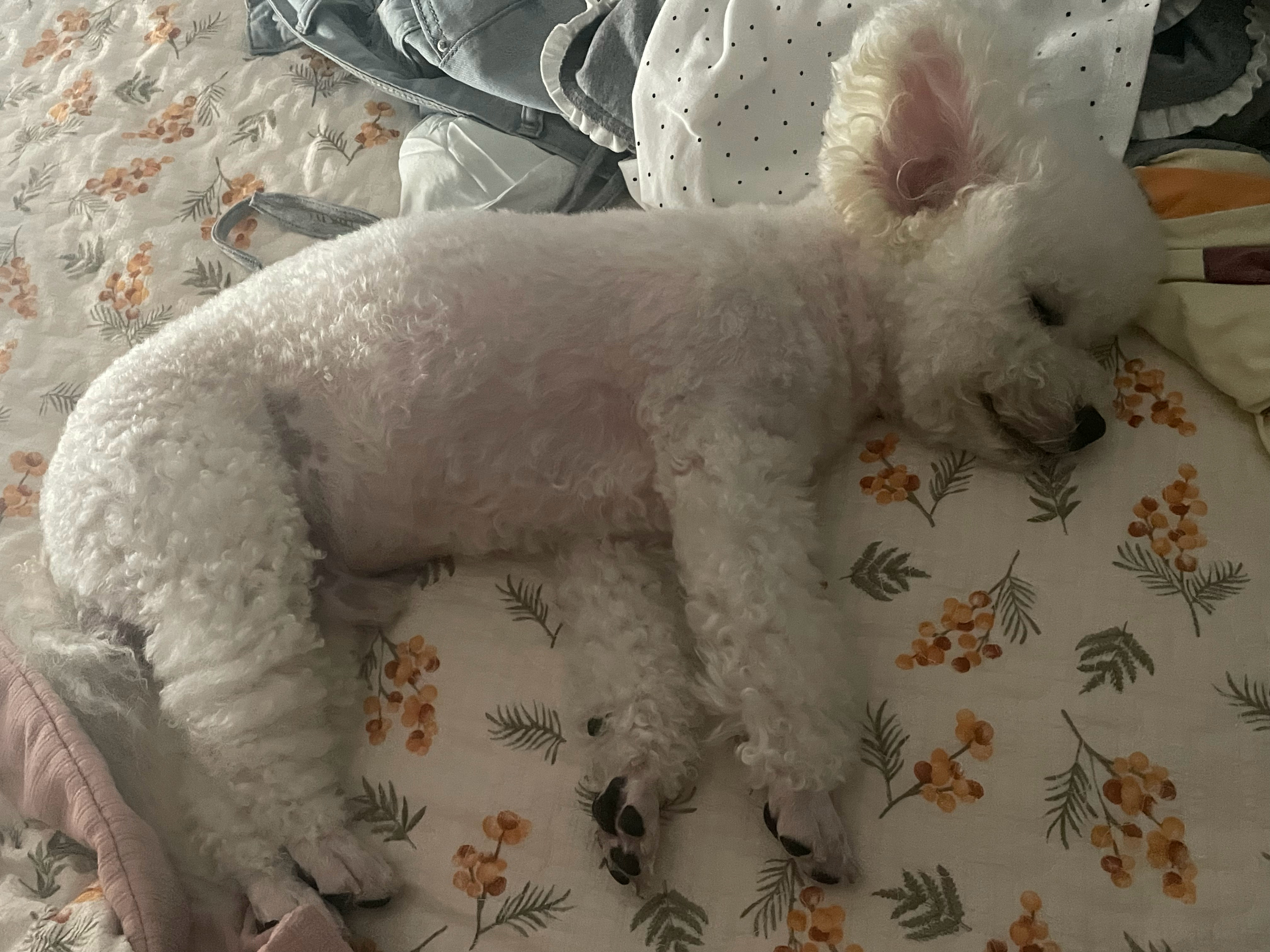 摊牌了 我家小狗其实是精灵来的🧚 