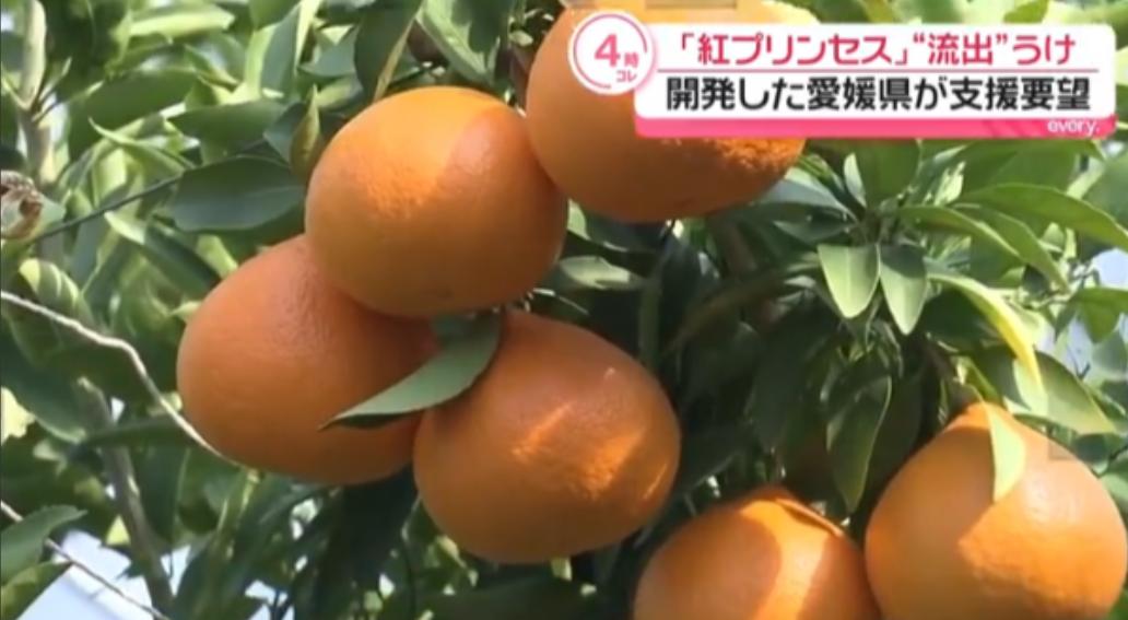 日本要中方停止栽培新柑橘，认为种子被走私出境，将赴华收集所有证据！

据共同社6