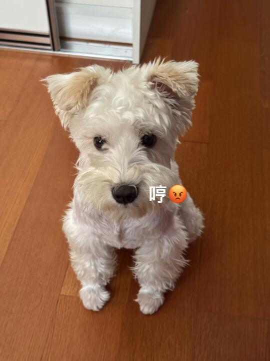 大家都是汉堡包