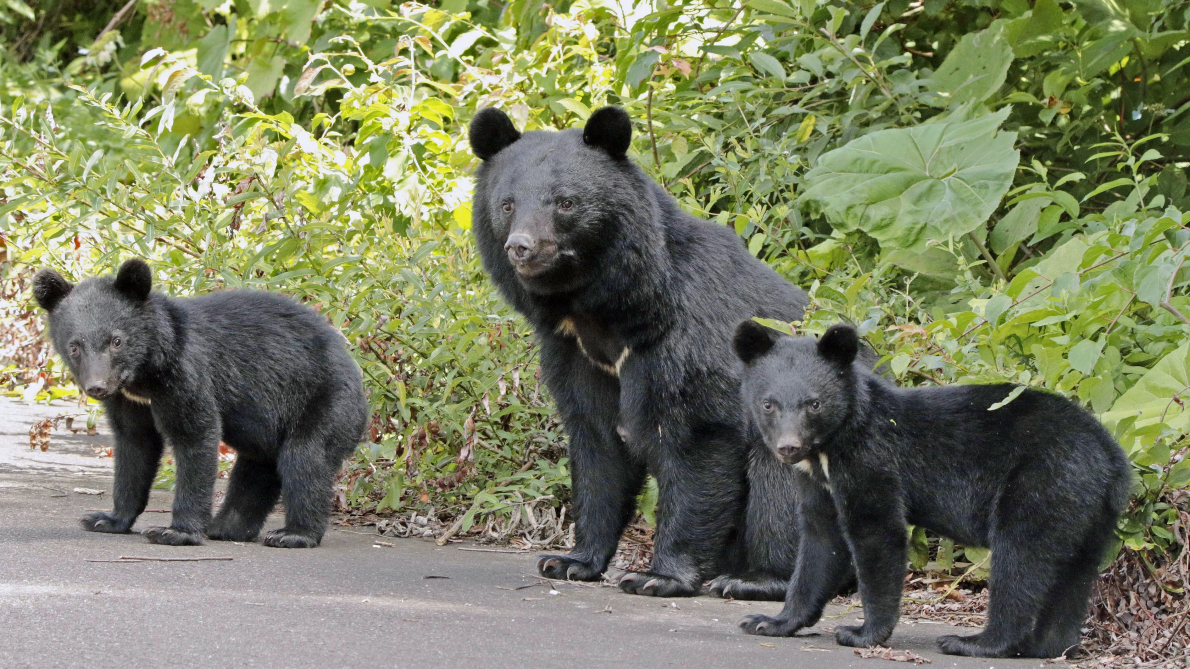 日本熊袭击事件频发，今年以来已致13人死亡，数量创历史新高。专家分析，熊频繁闯入