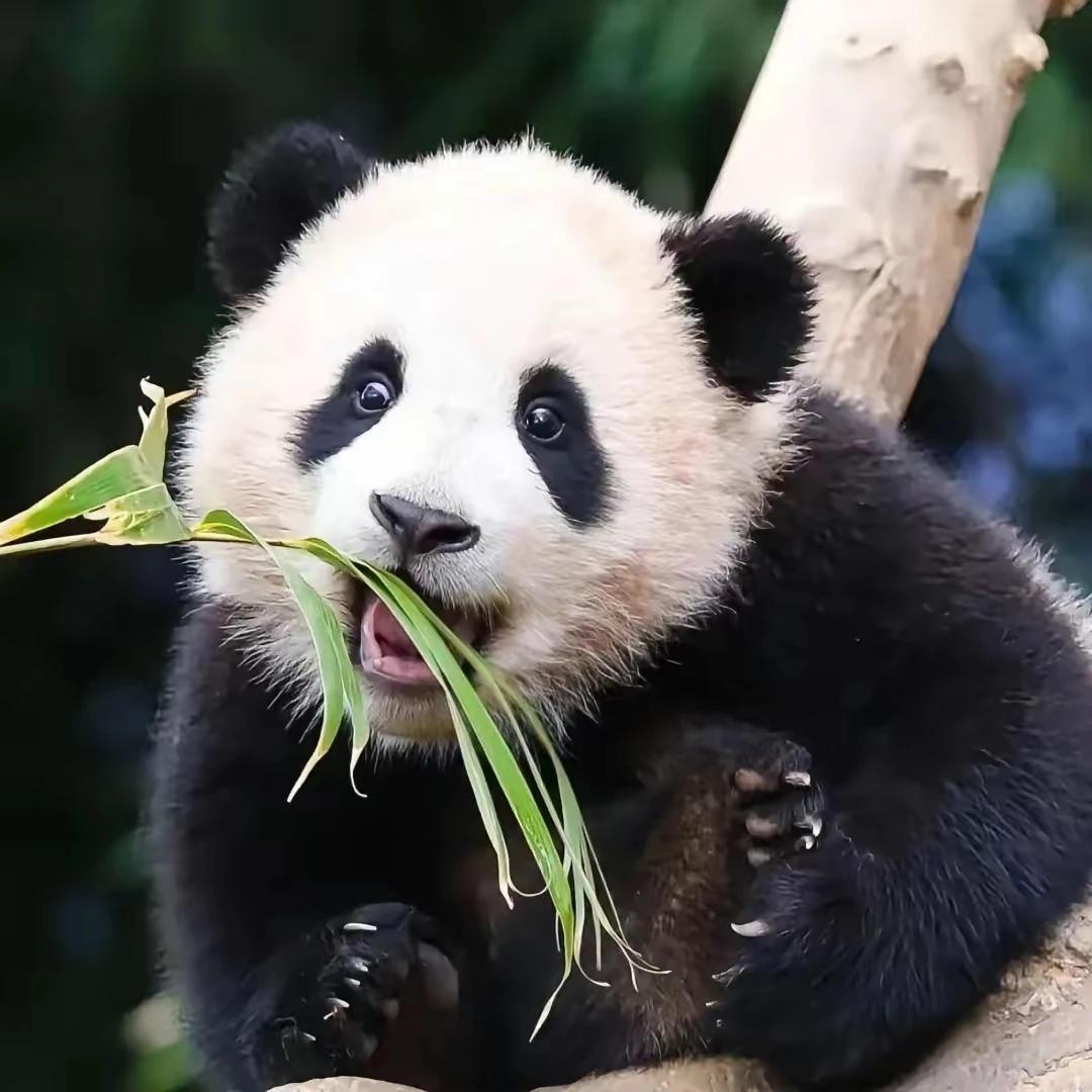 福宝福公主的36度无死角的美颜
竟然迷上了她可爱的小脚
丫
她吃竹叶的时候小脚脚