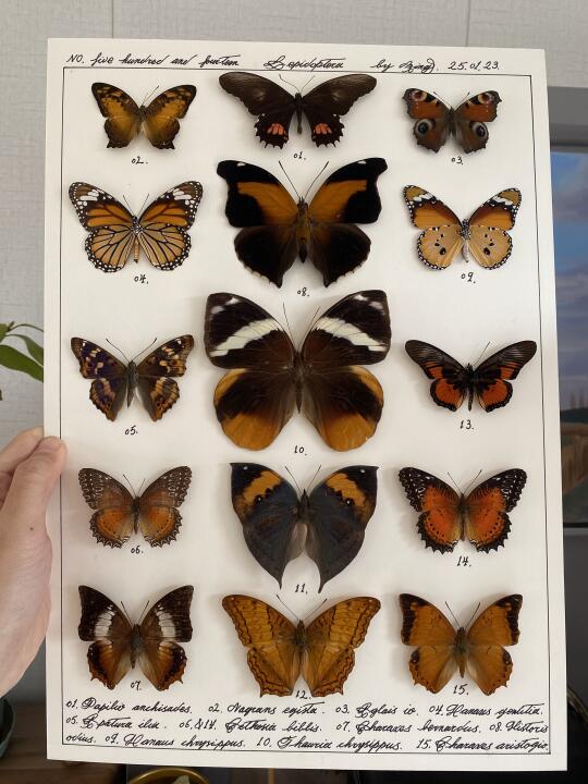 秋色主题 蝴蝶标本图鉴