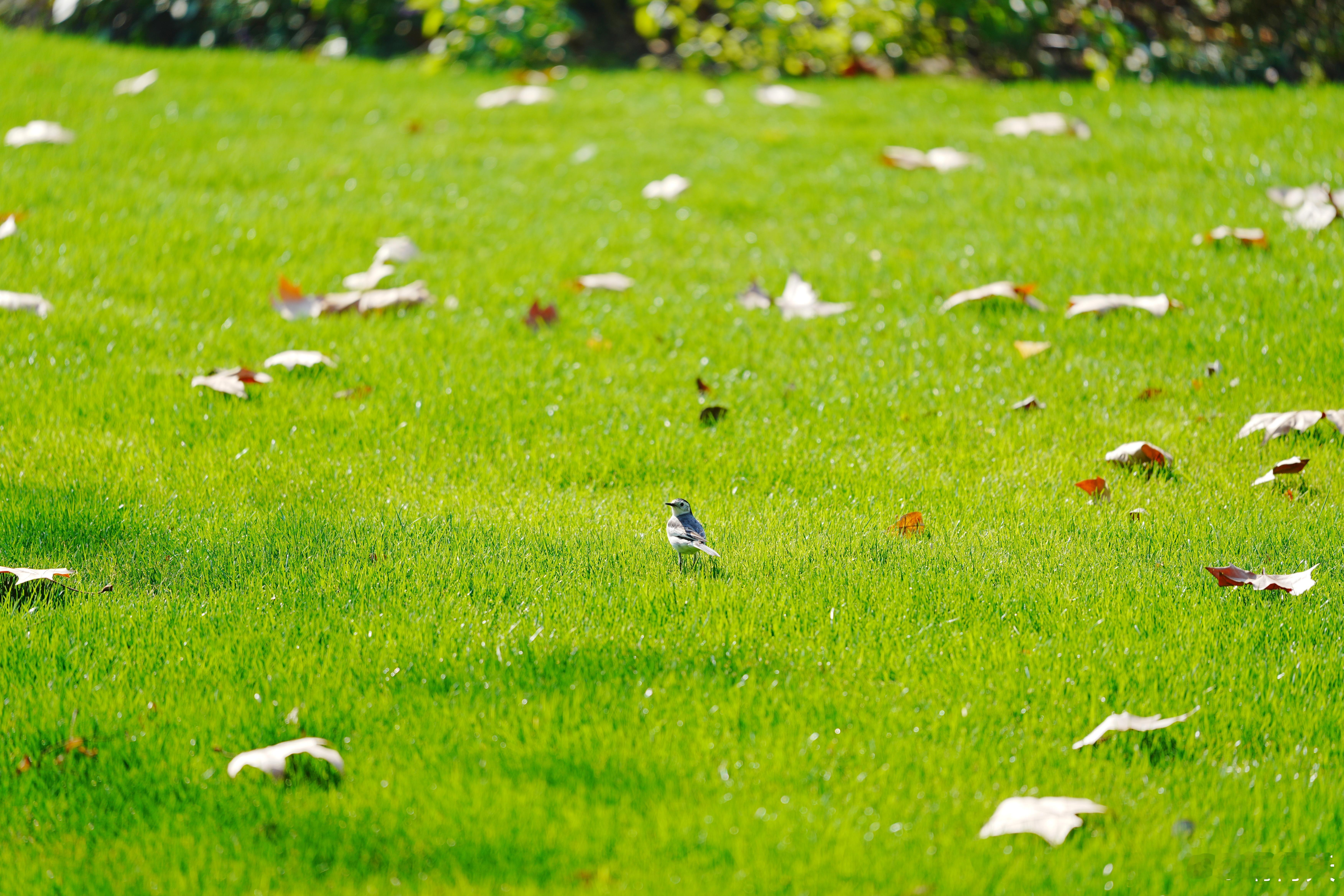 白鹡鸰，公园里非常常见的一种鸟。最明显的特征就是胸前是个黑色的爱心~出片事务所 