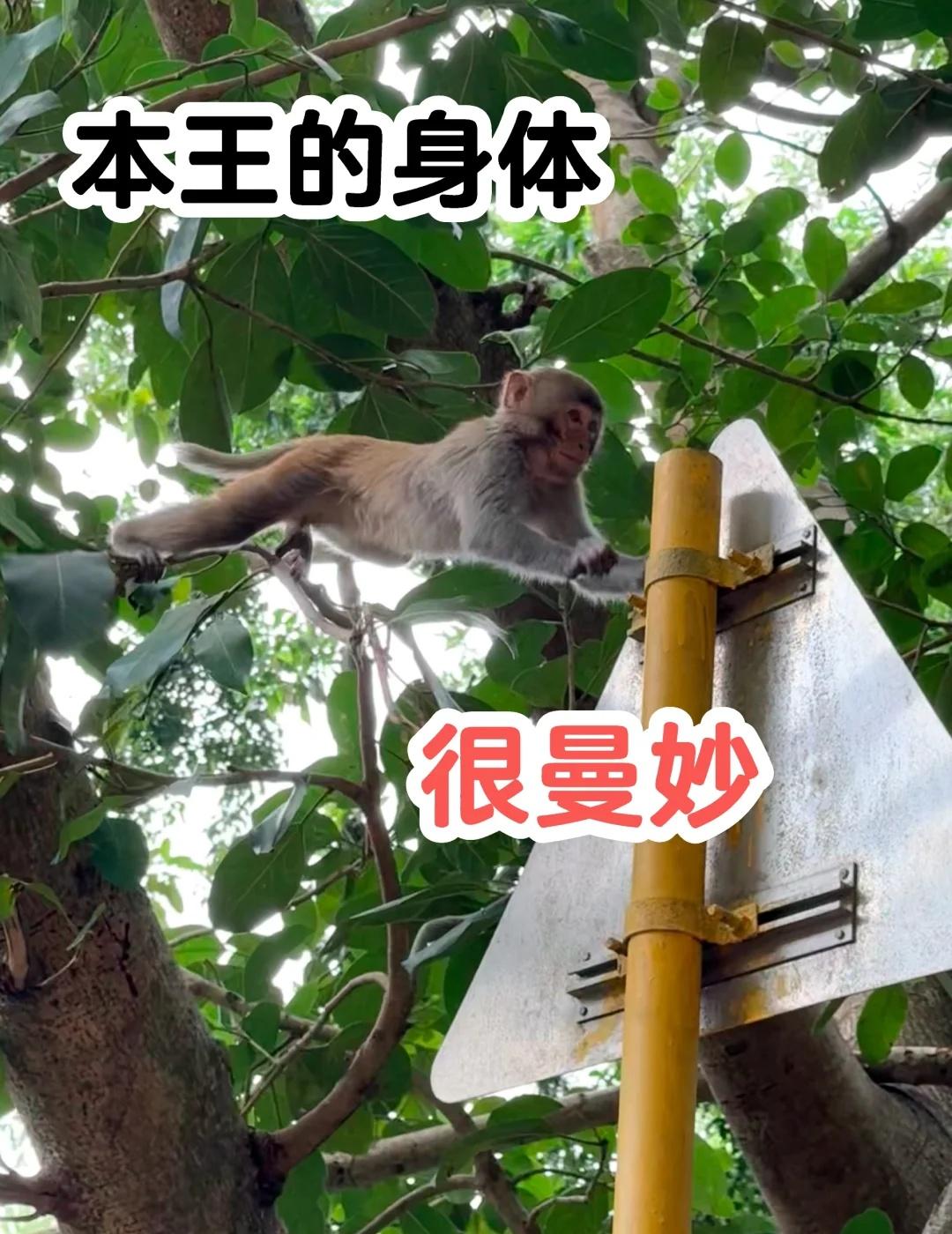 谁还没去塘朗山看过猴？猴家出动看个够
最近地铁站：7号线桃源村D口
导航入口地址