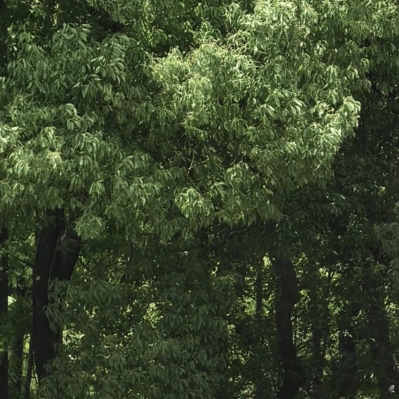 每日一善[超话]  🌿阳光信用每日一善 🌿熊猫守护者[超话] 心有山水不造作