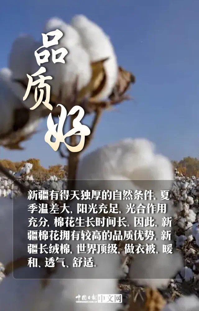 【 这样的新疆棉花我支持 】 优衣库创始人表态不使用新疆棉   全球棉花看中国，