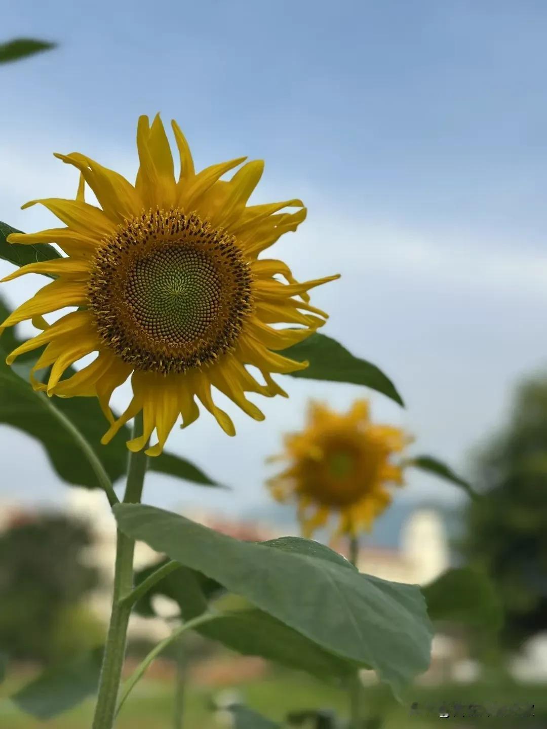 向日葵的哲思蕴含着深刻成长智慧

核心意象象征：
1.  “总昂着头”向日葵（年