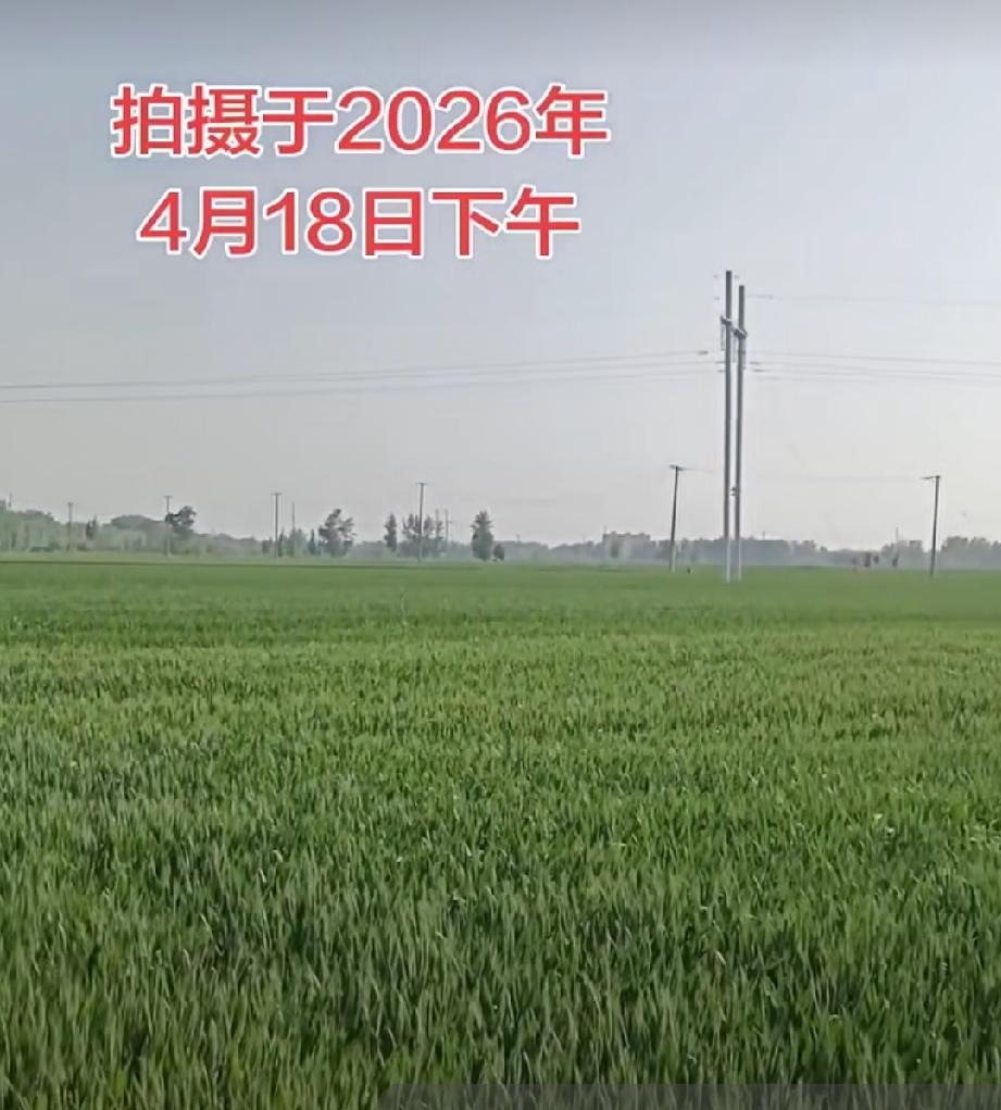 曹县刘桥麦田