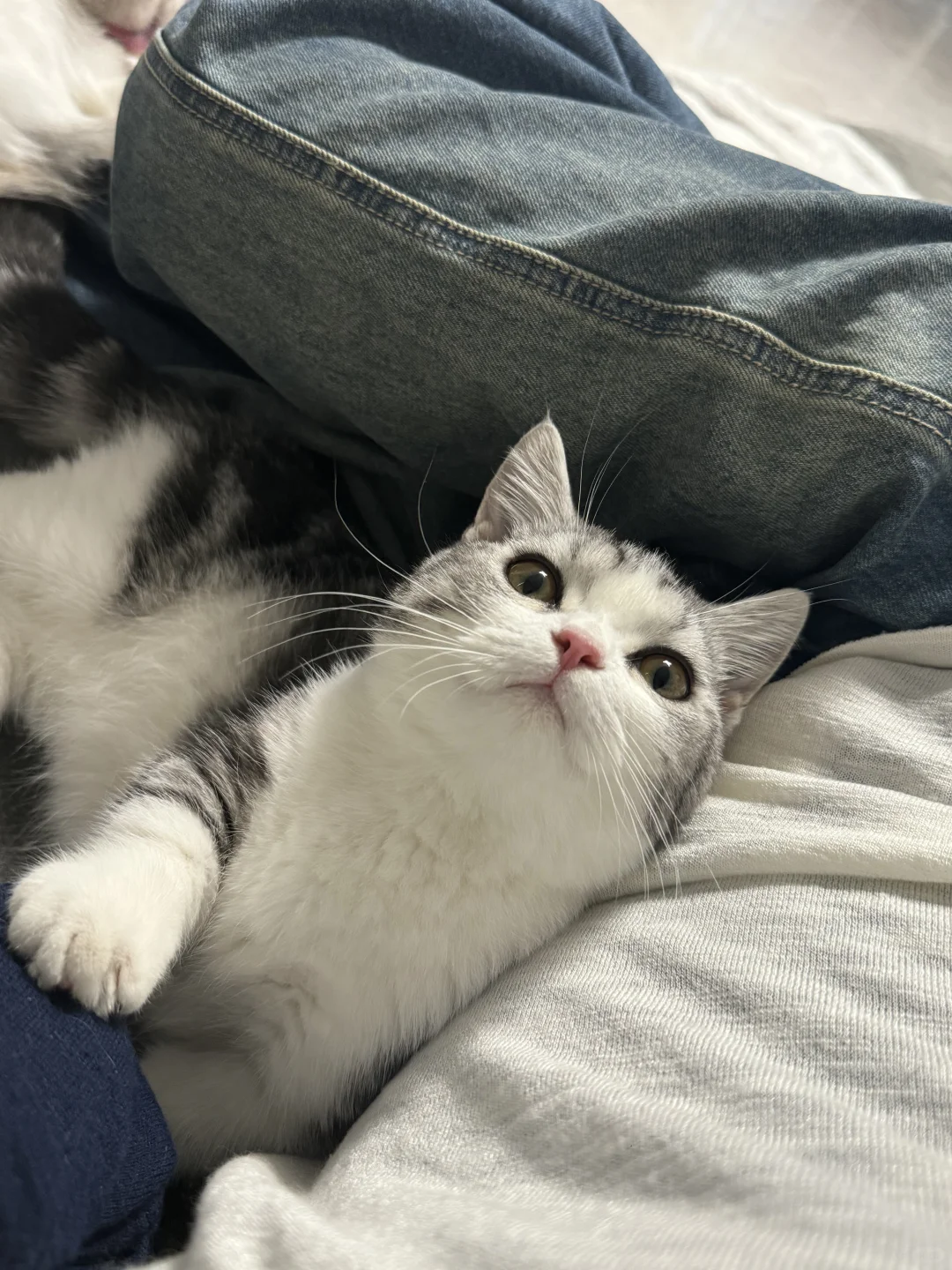 小猫叫起来汪汪的