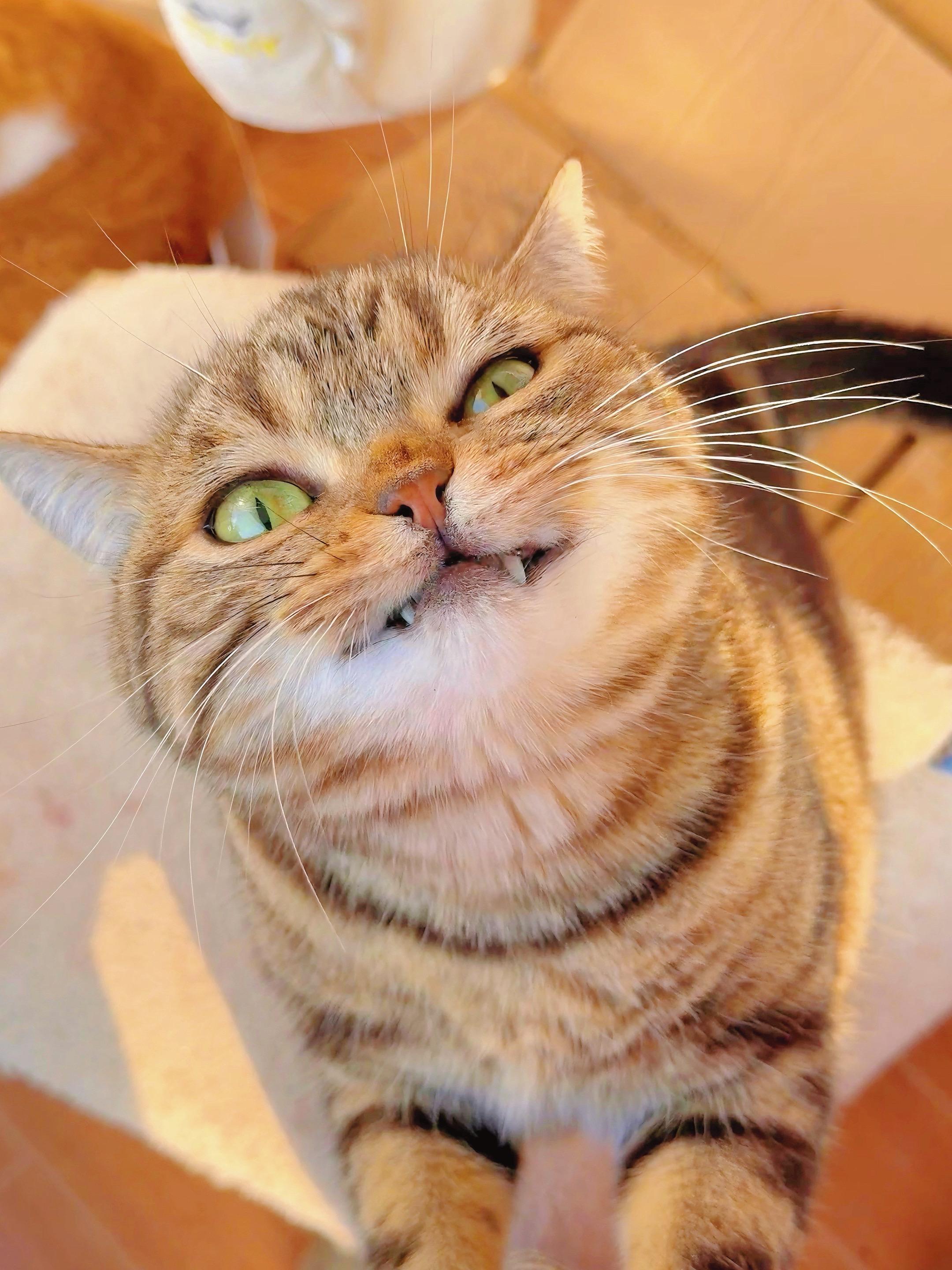 小猫小猫，你的牙齿好戳我。好喜欢