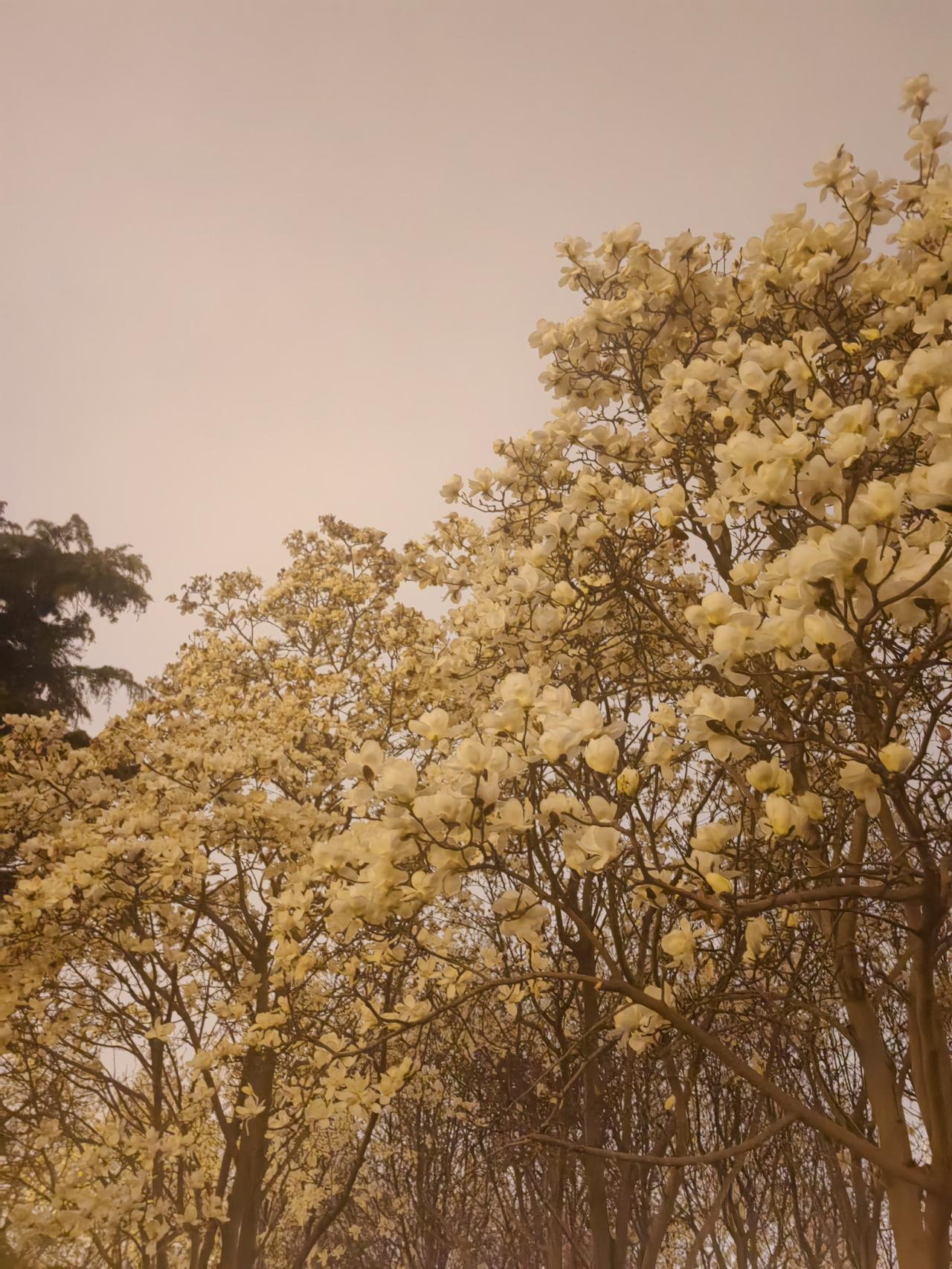 褪尽东风满面妆，可怜蝶粉与蜂狂。
自今意思和谁说，一片春心付海棠。——唐寅