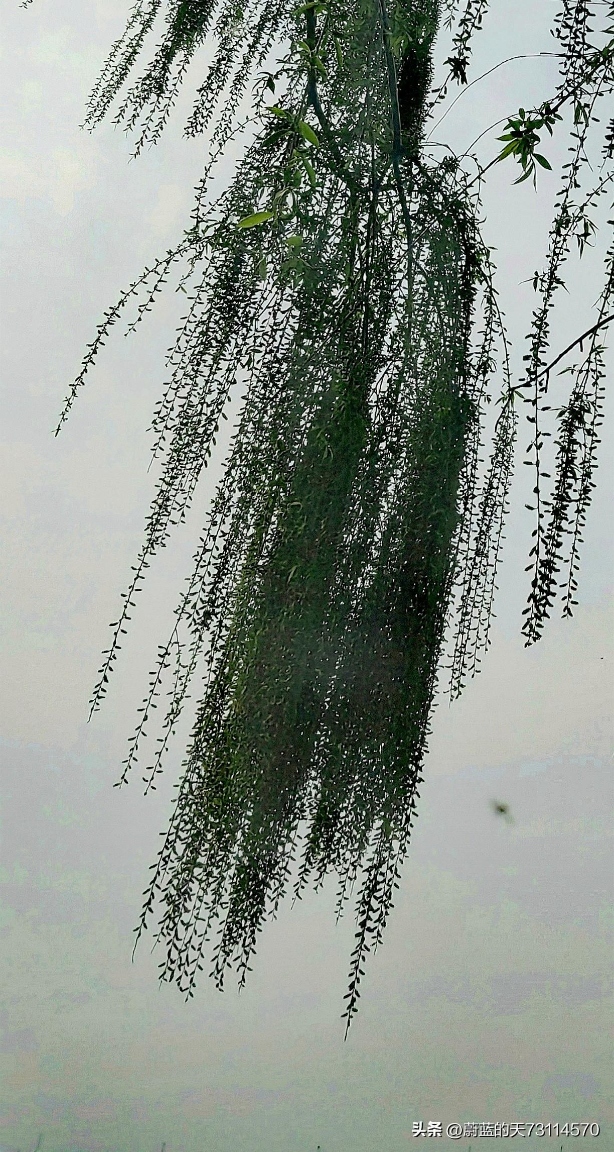 “万条垂下绿丝绦”。柳树垂下万千条碧绿的柳枝，随风轻舞，就像绿色的丝带在风中摇曳