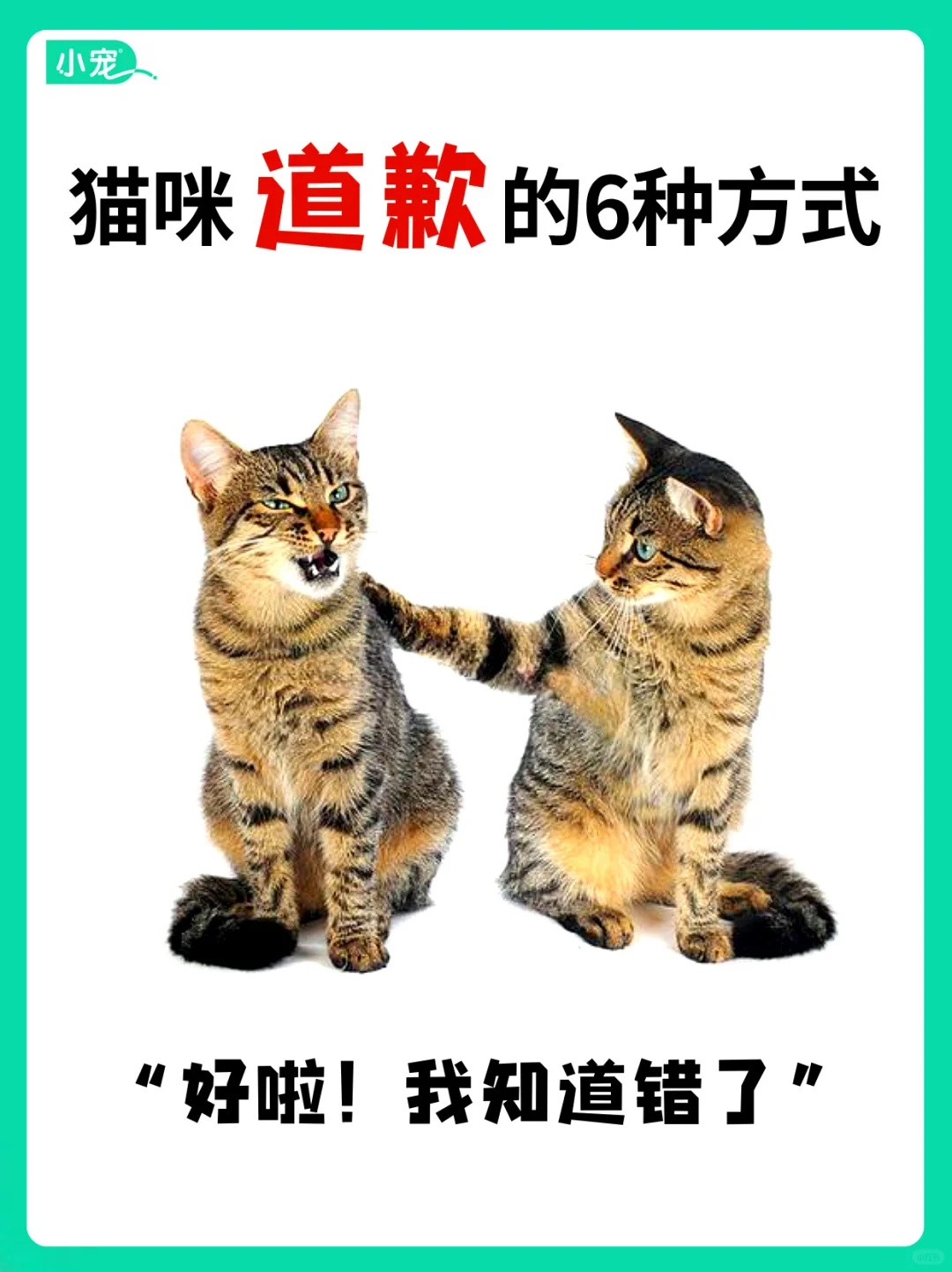 猫咪说对不起的6种方式！让你秒心软~