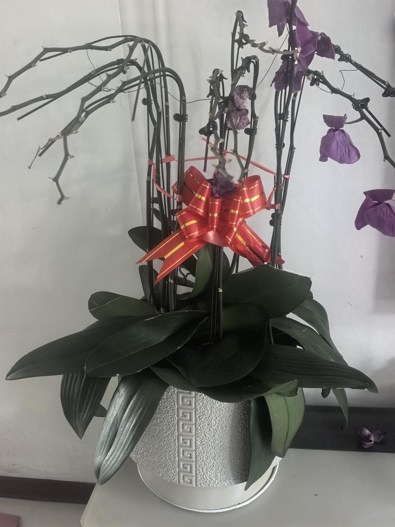 开了一冬的蝴蝶兰，花已经凋谢了。对于我这个从未养殖过蝴蝶兰的人来说，面对光秃秃的