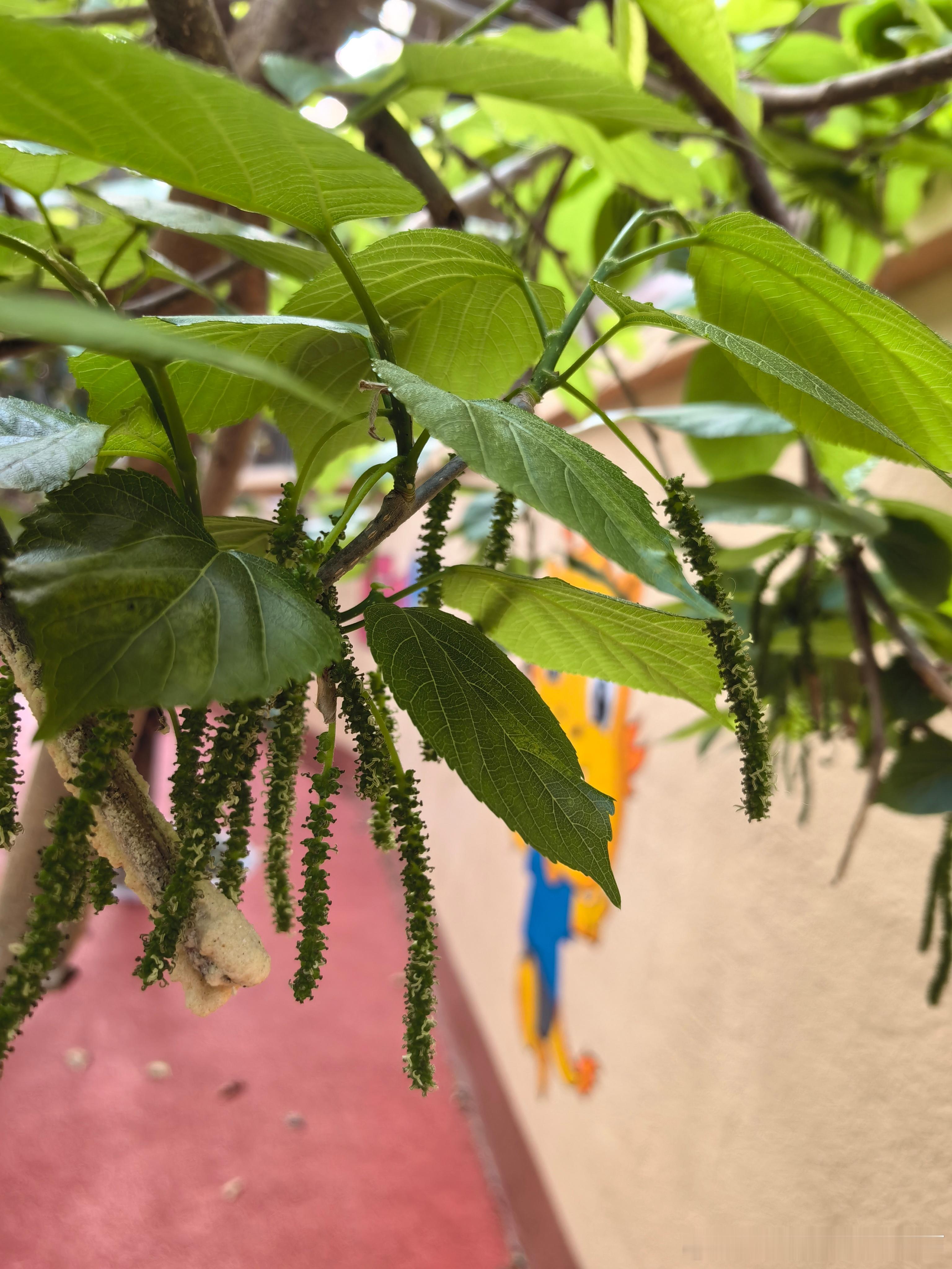春天，小区里的果树1⃣桑椹，这种长条的桑椹你吃过吗？2⃣枇杷，3⃣橙子🍊4⃣柚