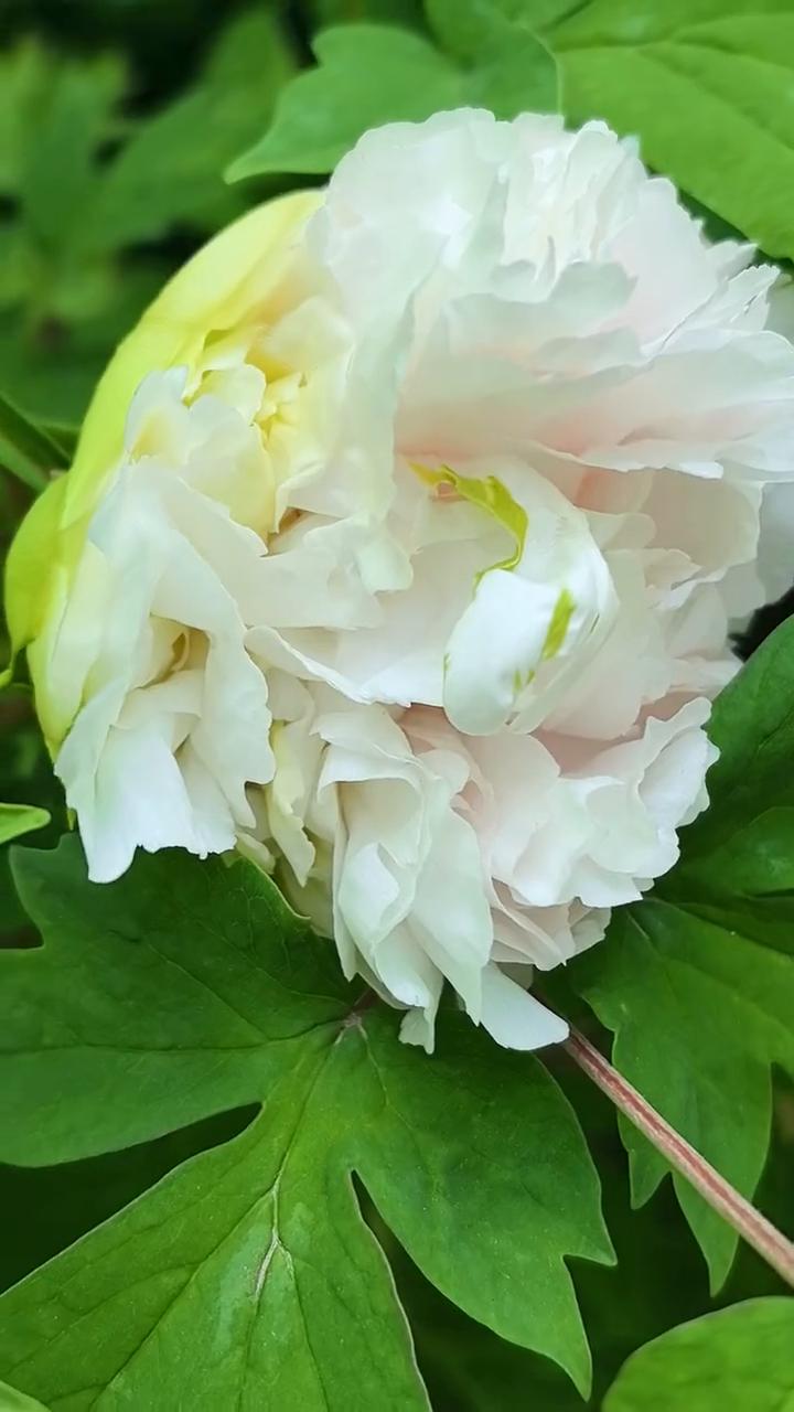 成长三部曲：绿香球牡丹。
绿香球牡丹：花绘口时满绿色，盛开粉色，绣球型或皇形，缺