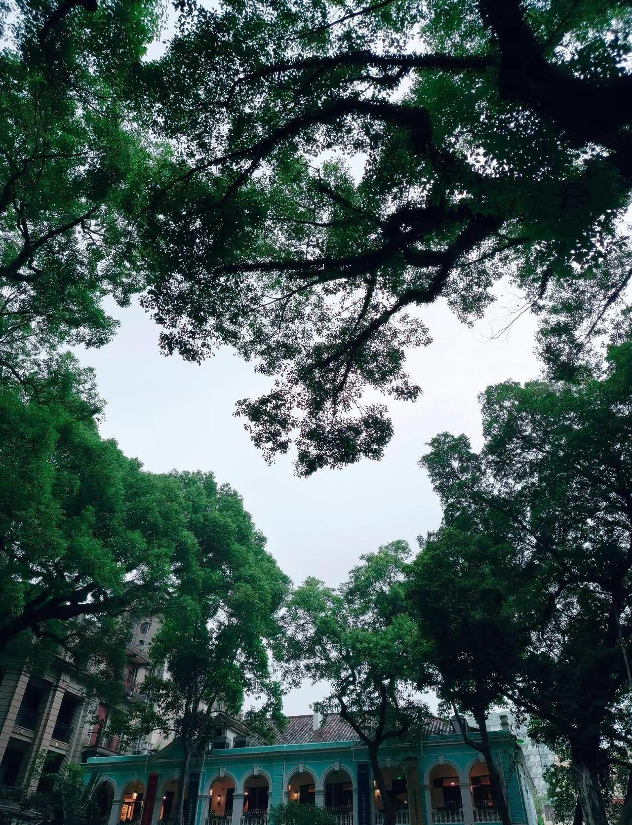 如果是和你一起在沙面树散步。广州 沙面岛