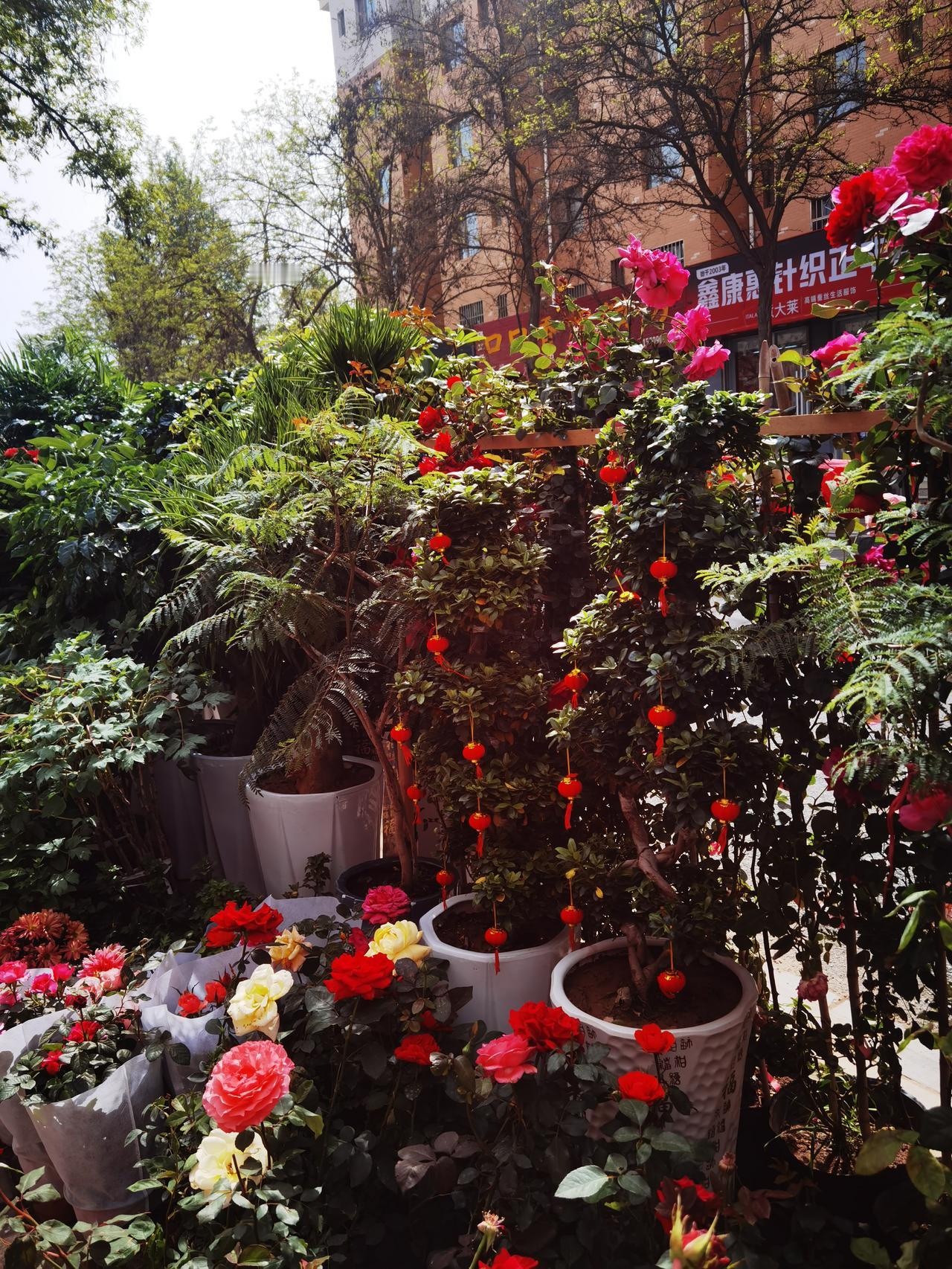 花店去买花
门前摆满花
挑花挑花眼
不知买哪盆
随手拍个照
仙境在眼前