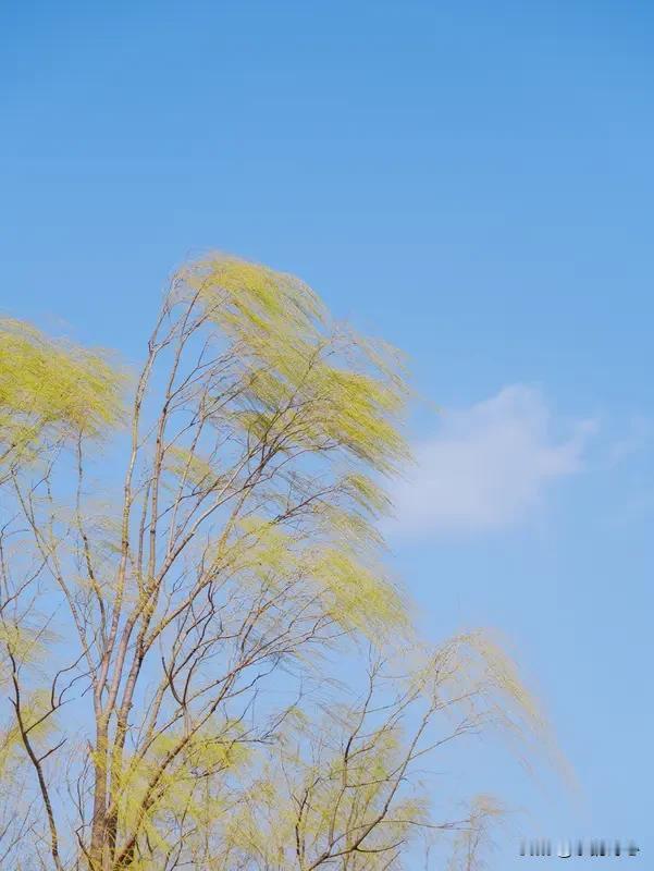 上联:春风有情花含笑，
下联:秋月无心柳舞姿。
“秋月”对应“春风”，都是自然中