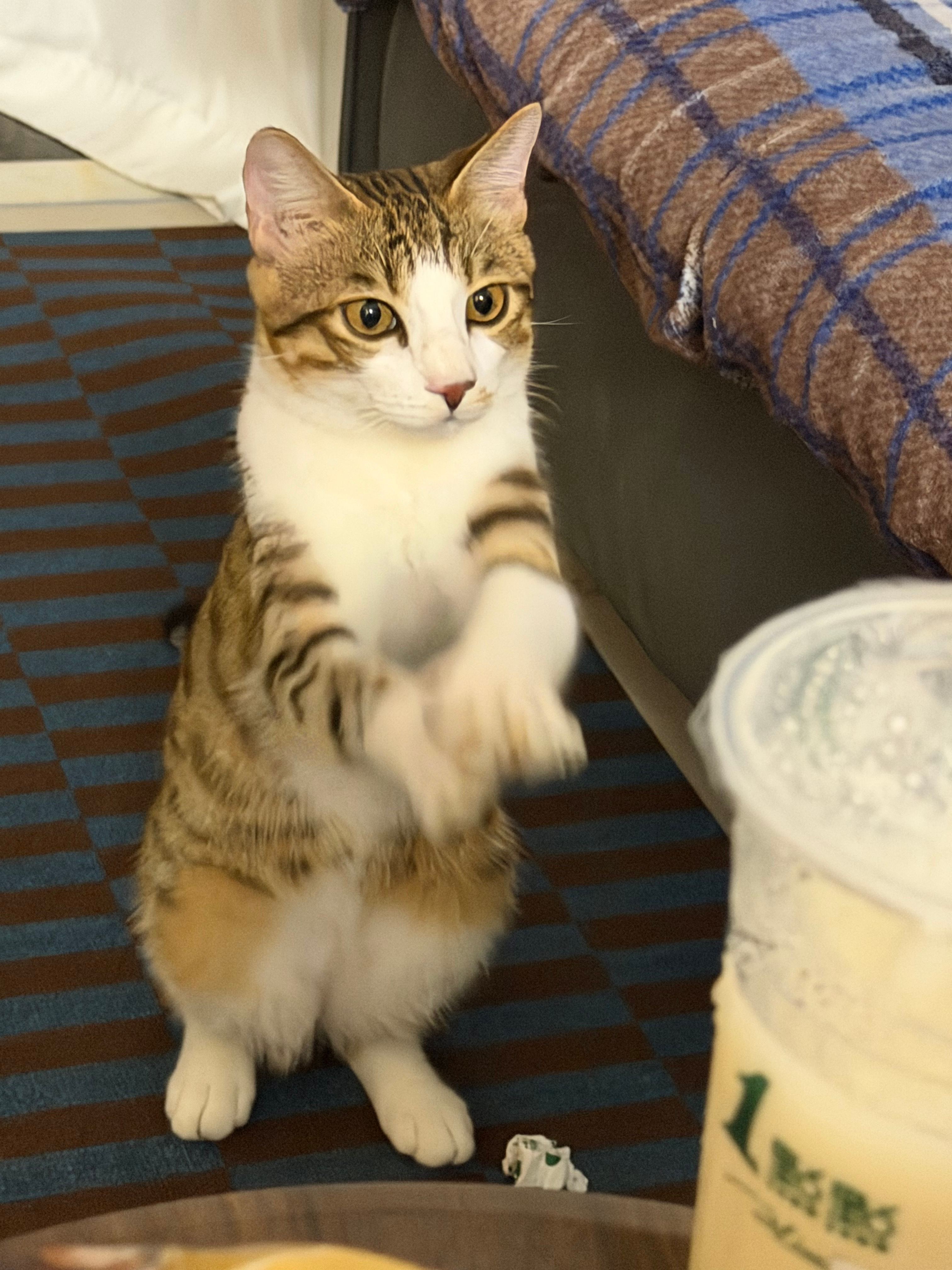 乞讨小猫！！！ ​​​