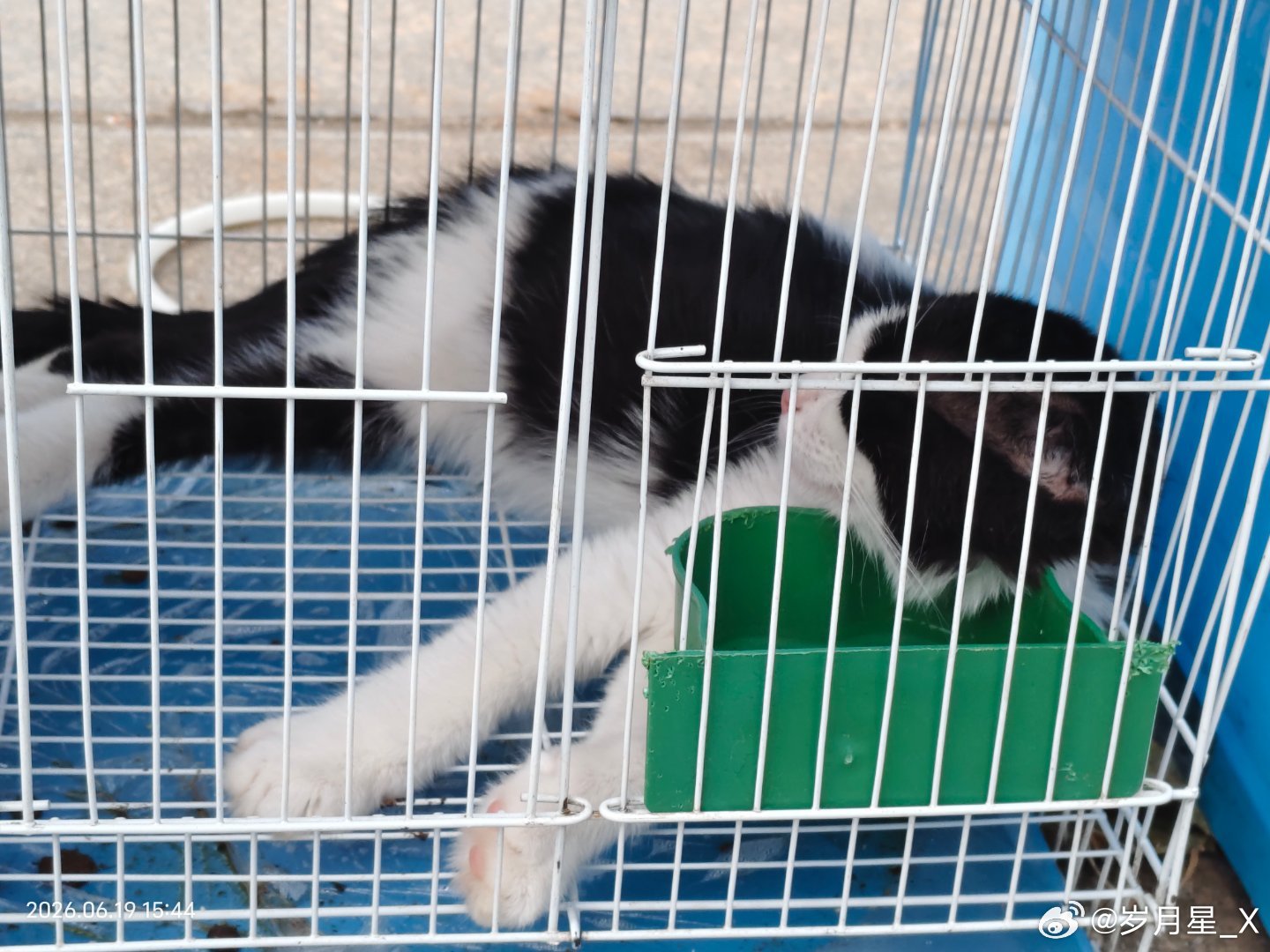 拆巨资买了一个奶牛猫 