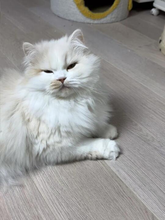 谁家小猫脸那么大呀💓