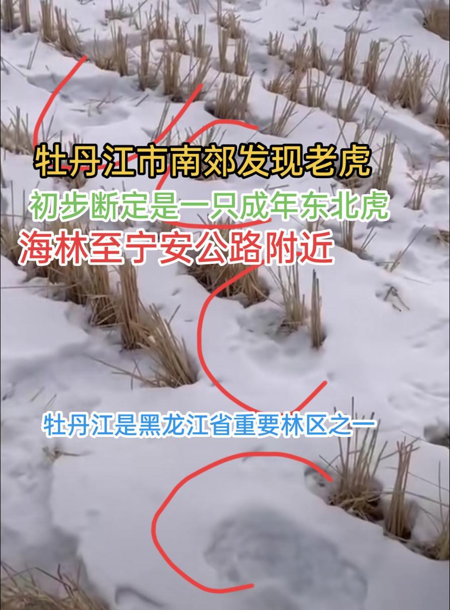 牡丹江 中兴村 发现老虎 雪乡 镜泊湖