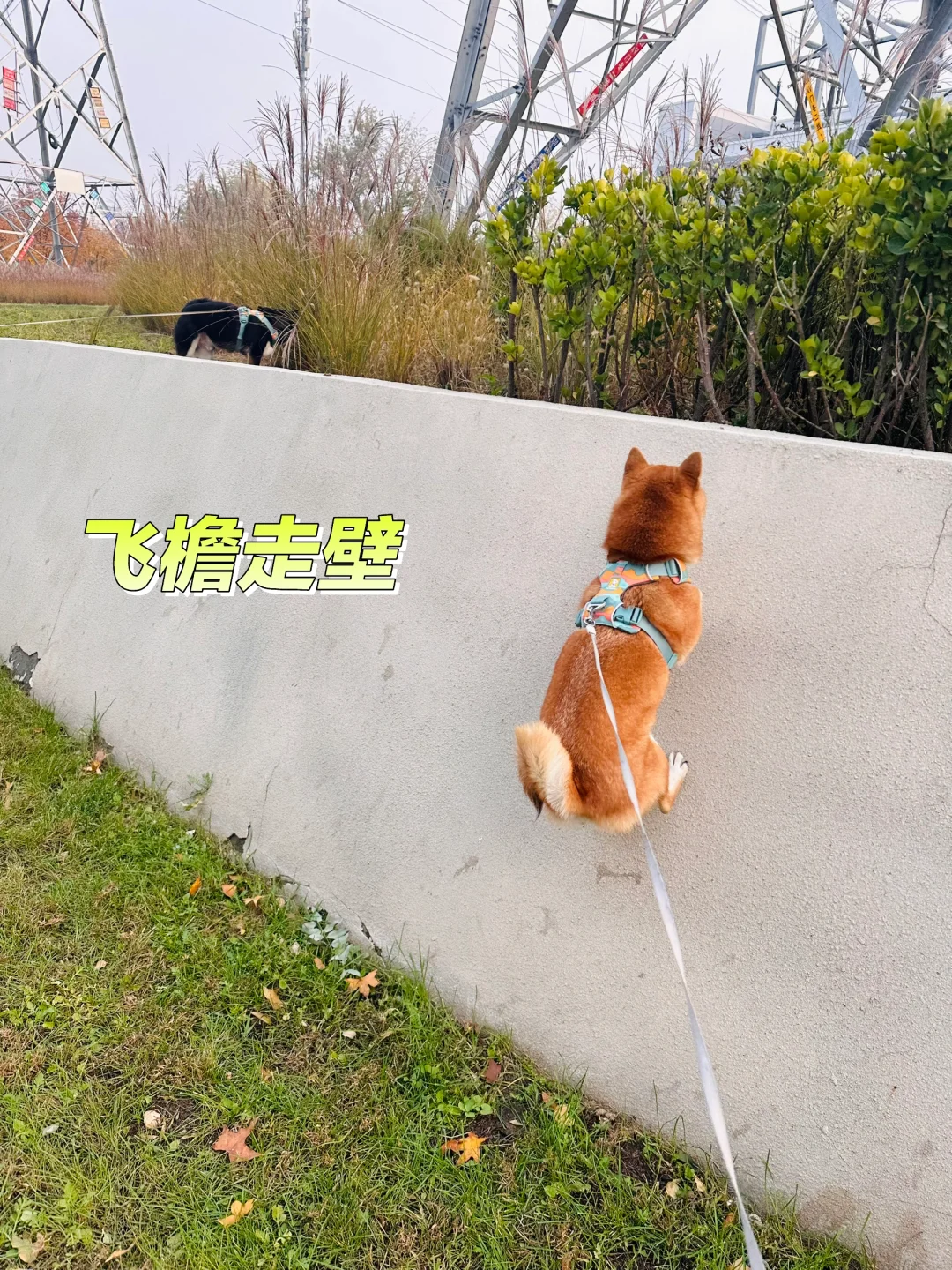 功夫小狗