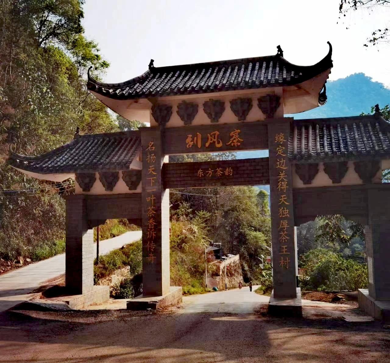 刮风寨2026年春
整个生态圈是独一无二的，给茶树生长提供了良好的环境
1⃣茶王