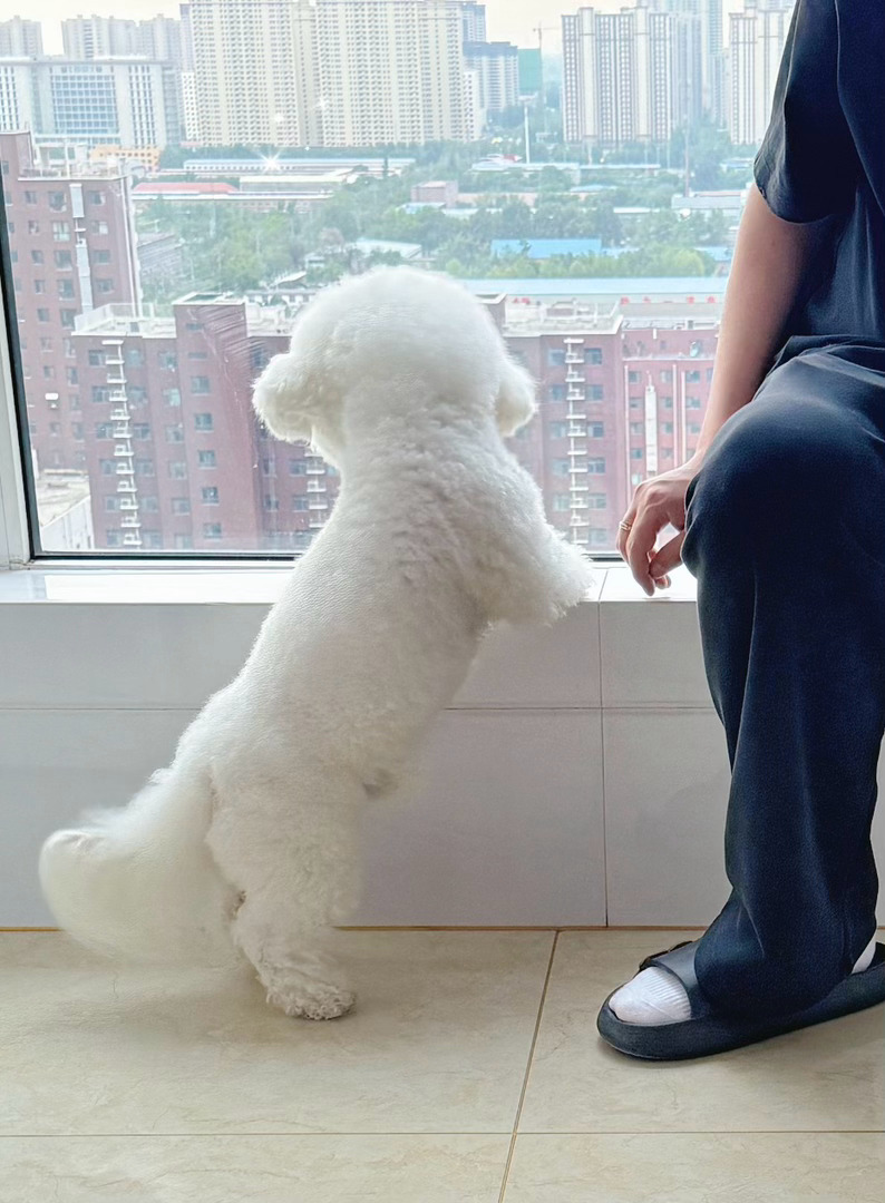 哎呦，想小肉肉卷夫说这周不回他家，这周我去找他玩小肉肉还是跟着我公婆好，天天有肉