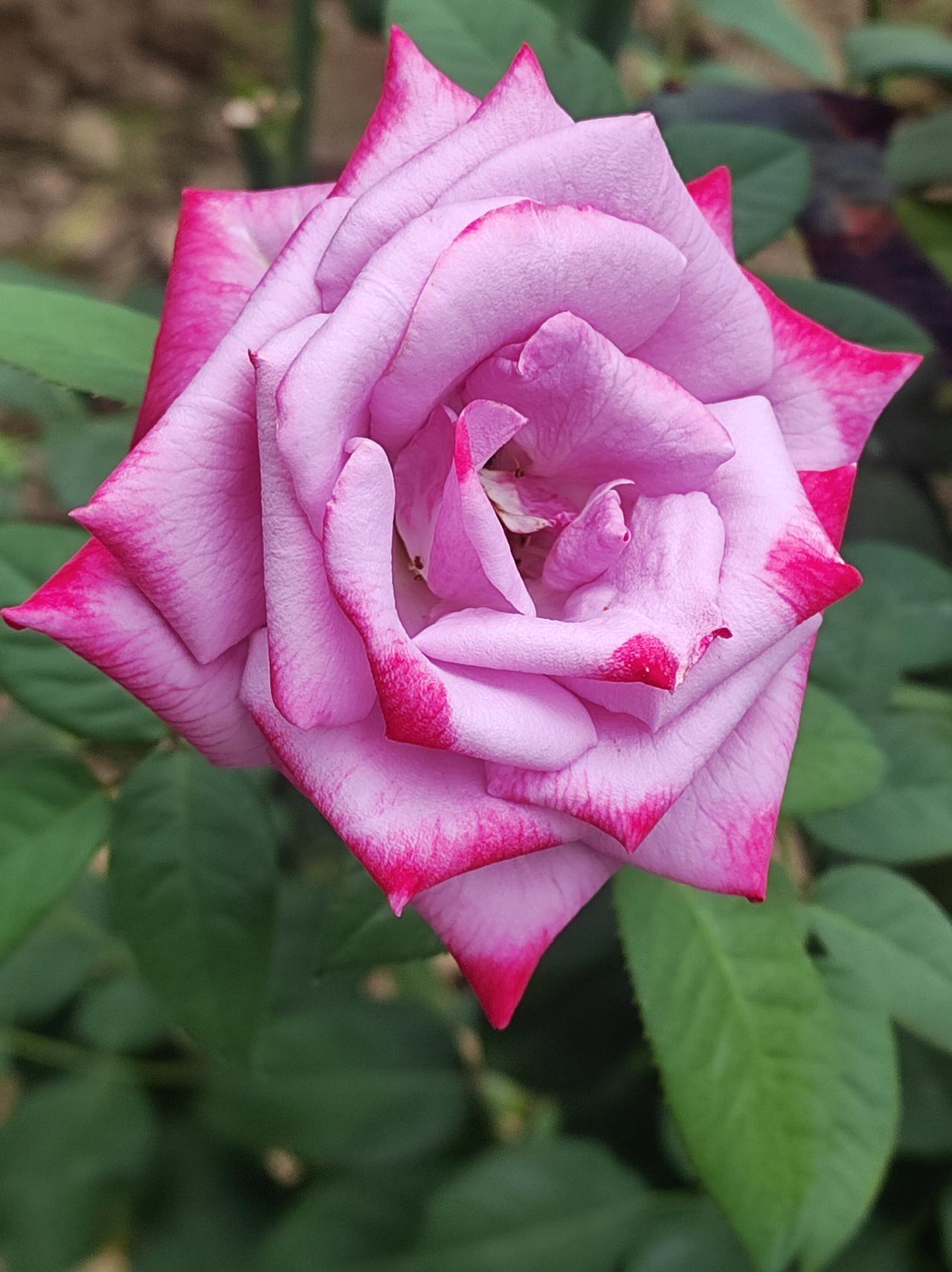 高温下的月季花还在开