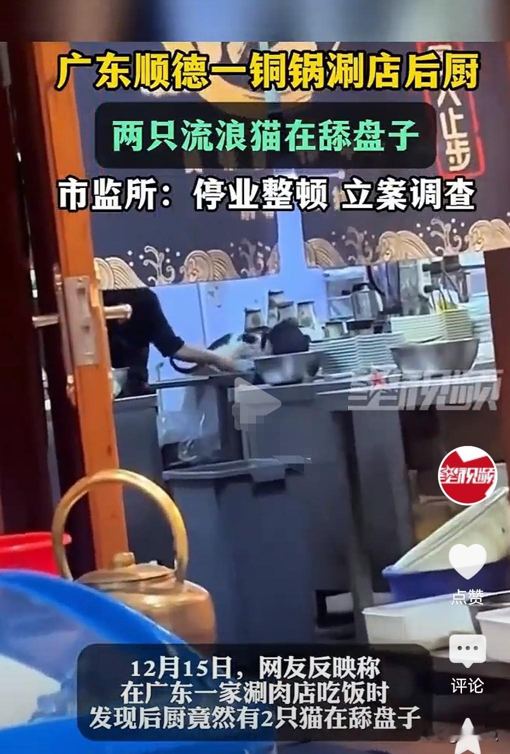 这确实让人膈应啊，有两只猫竟然在饭店的后厨舔盘子。
不管什么情况，这样的情况总是