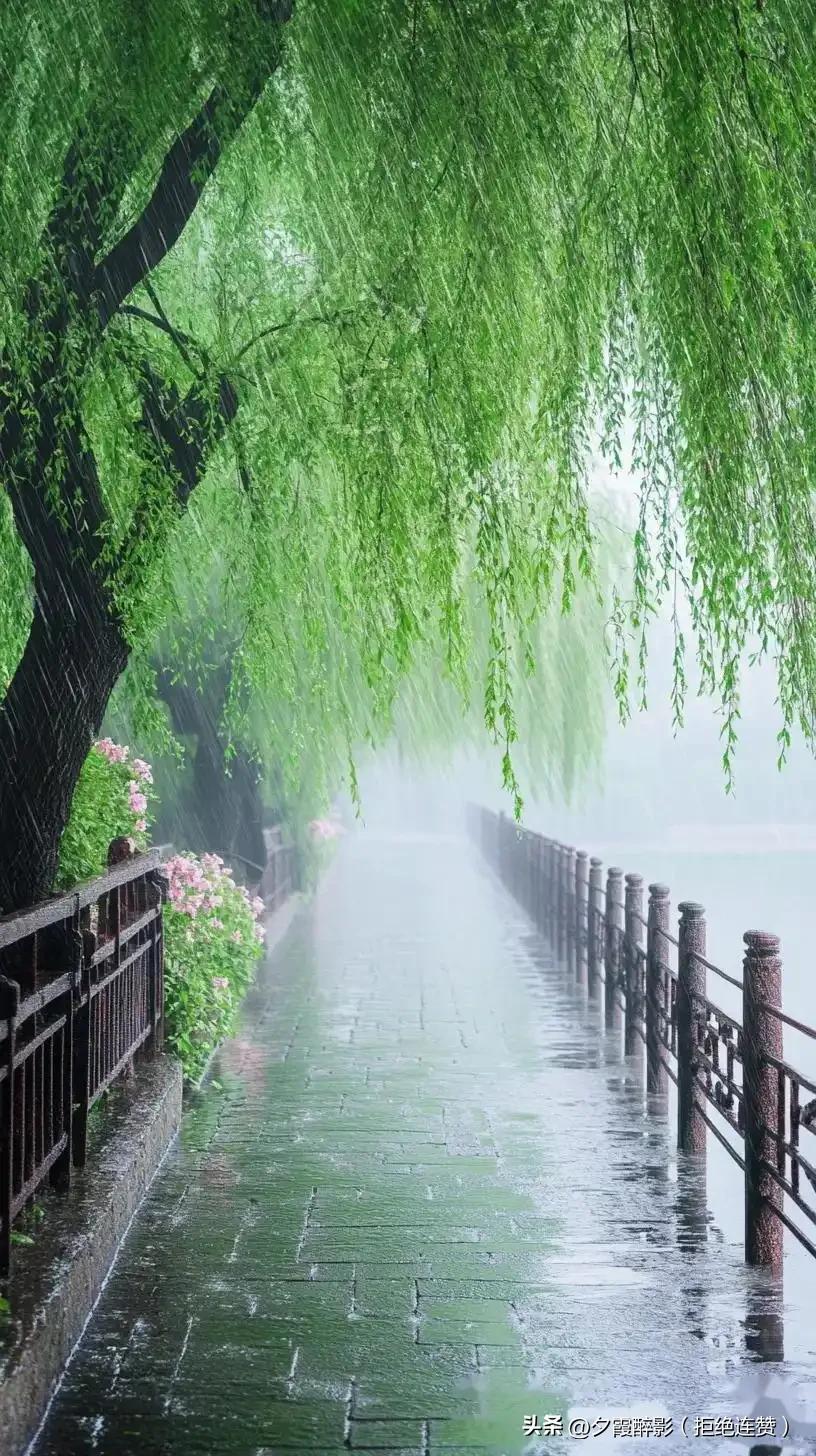 今日春雨绵绵，老话说的好：春雨贵如油，点滴无白流。莫负春雨好时光