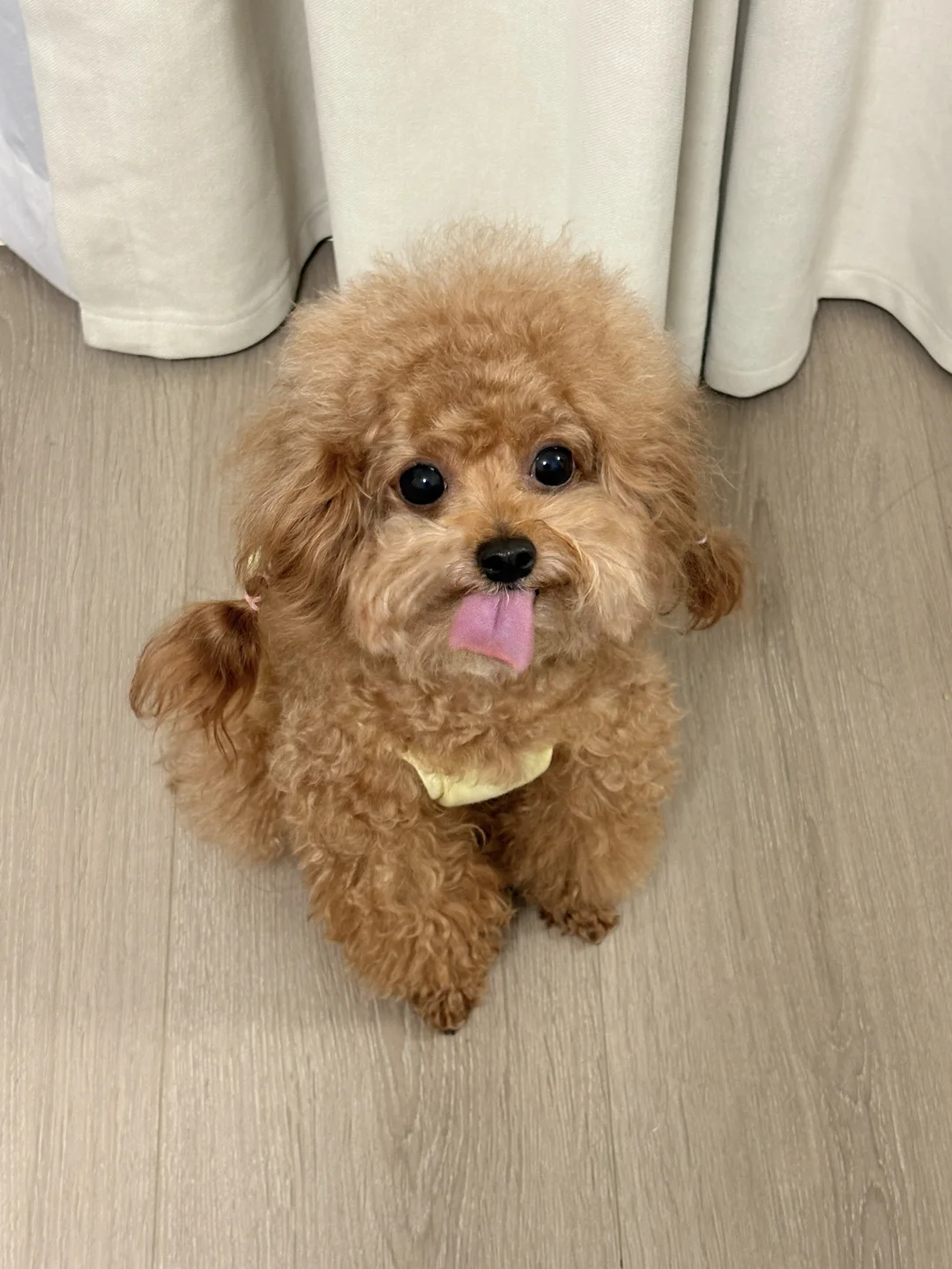 展示猪肝
