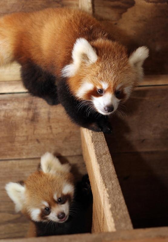 上海将赠两只小熊猫到台北 上海和台北的动物交流太暖心啦！12月28日“2025上
