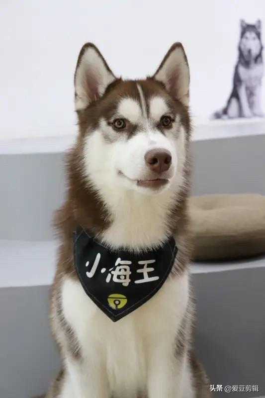 年末待播综艺太让人期待啦！《五哈3》必须拥有姓名，前两季里陈赫、邓超他们各种搞笑
