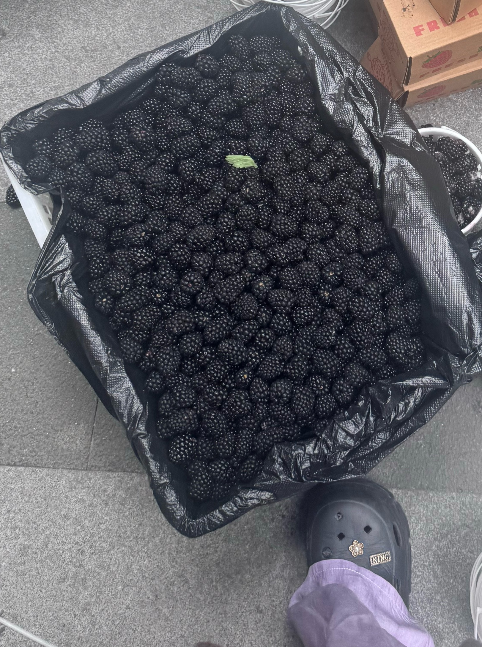 我去 芥末大的桑葚！！！！！！ 