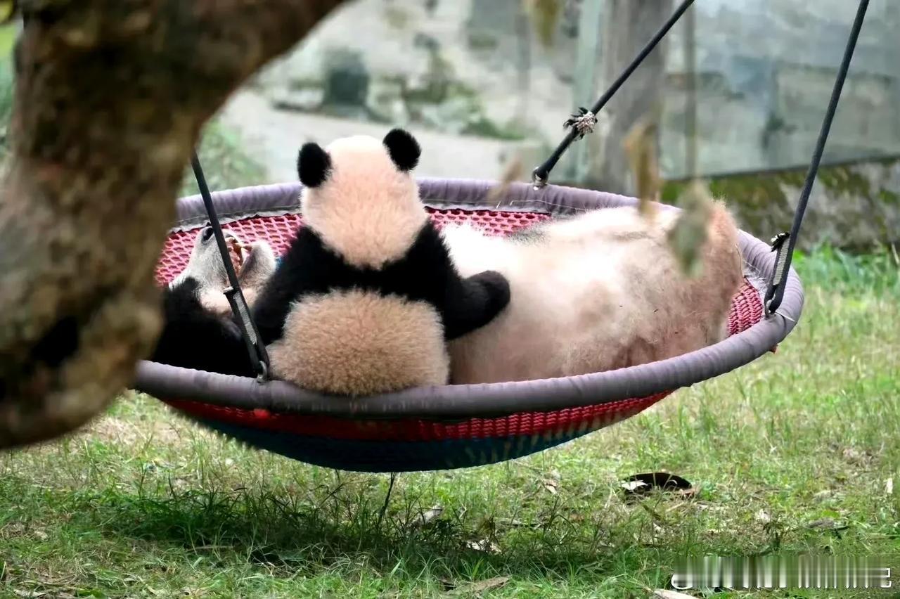 莽小五，从小哄妈妈莽仔睡觉。


博主的关注点在孝顺，为啥我的关注点在于那掉下去