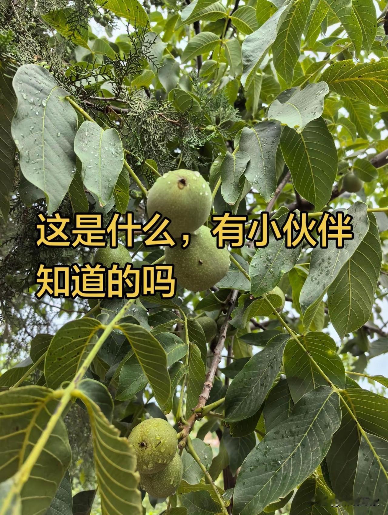 南方的朋友知道这是什么水果吗？