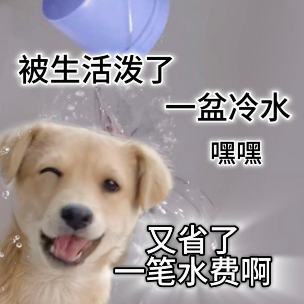请向小狗学习顶级心态： ​​​