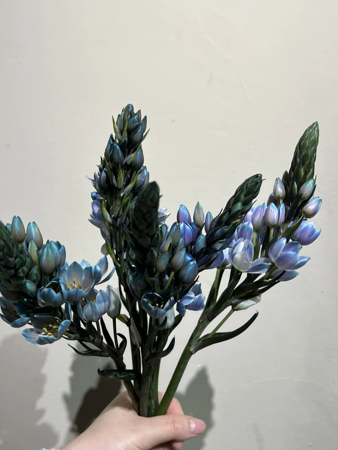 掌管鲜花吸色的神！
