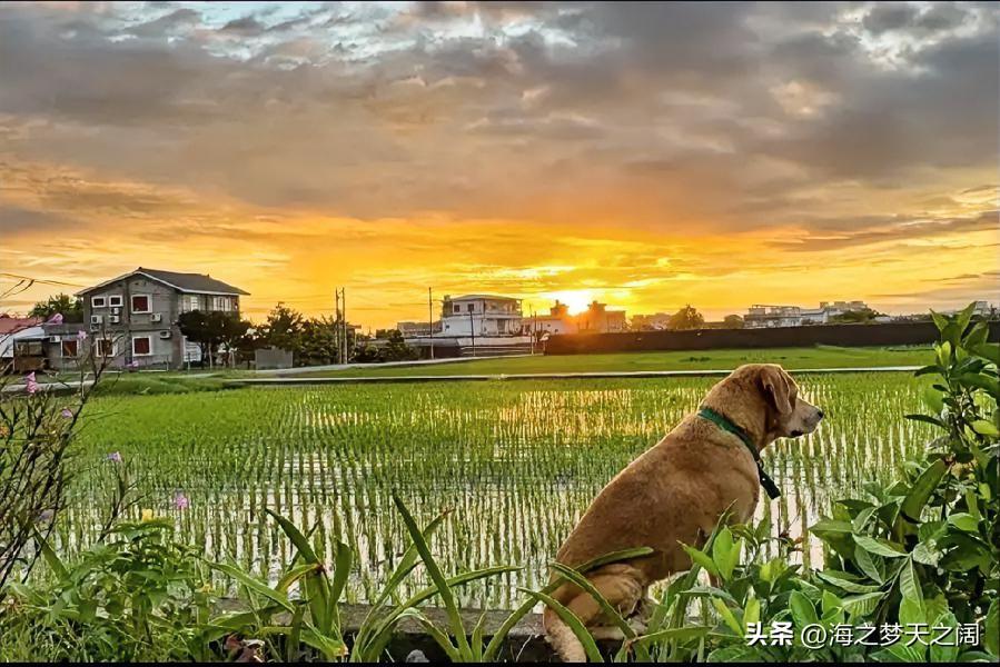 到了一定的年龄就会领悟人生的意义，到了不愿回头的时候，就有人生的无可奈何。有时候