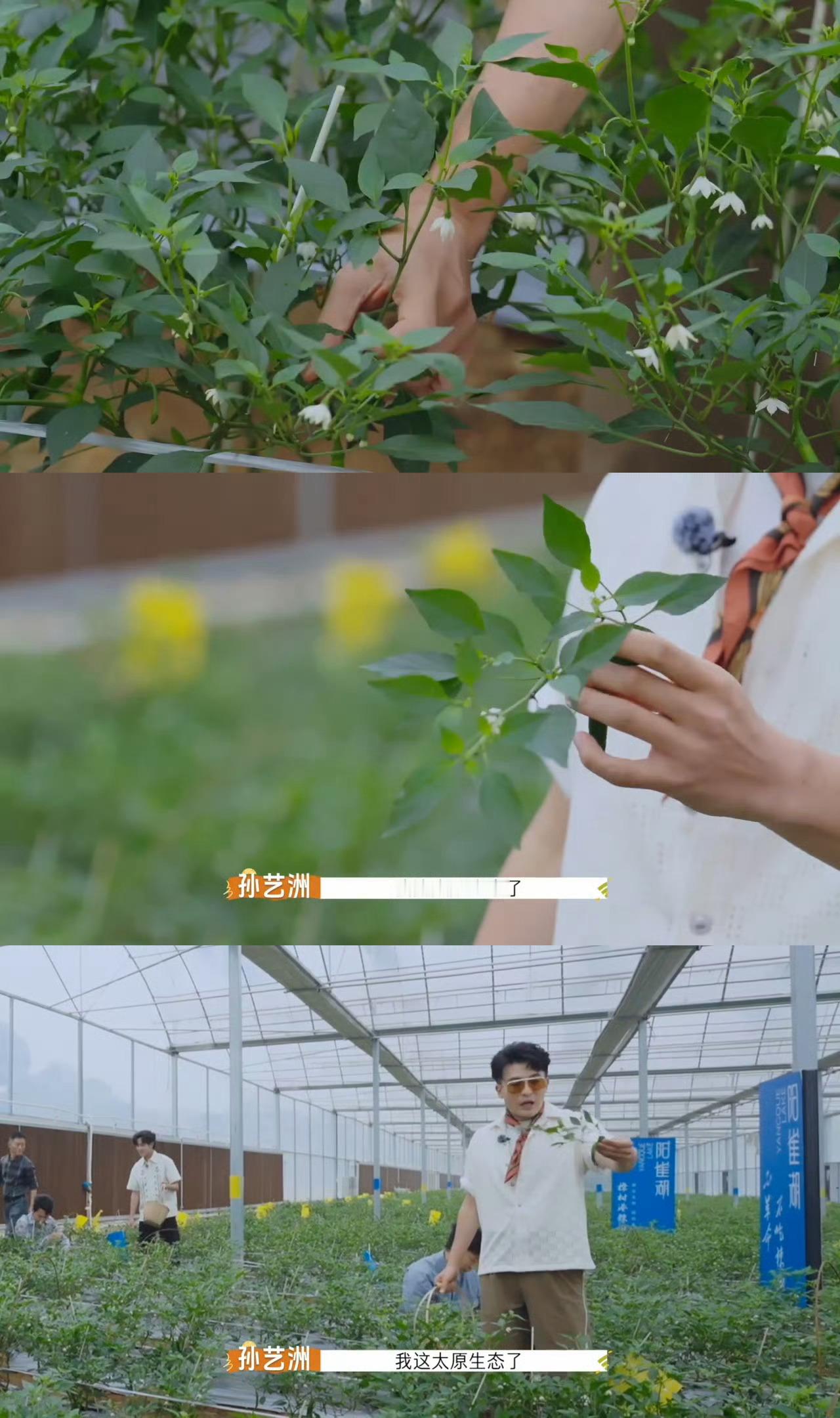 杨迪的公关速度有多快 杨迪毫秒级公关，综艺高情商名场面