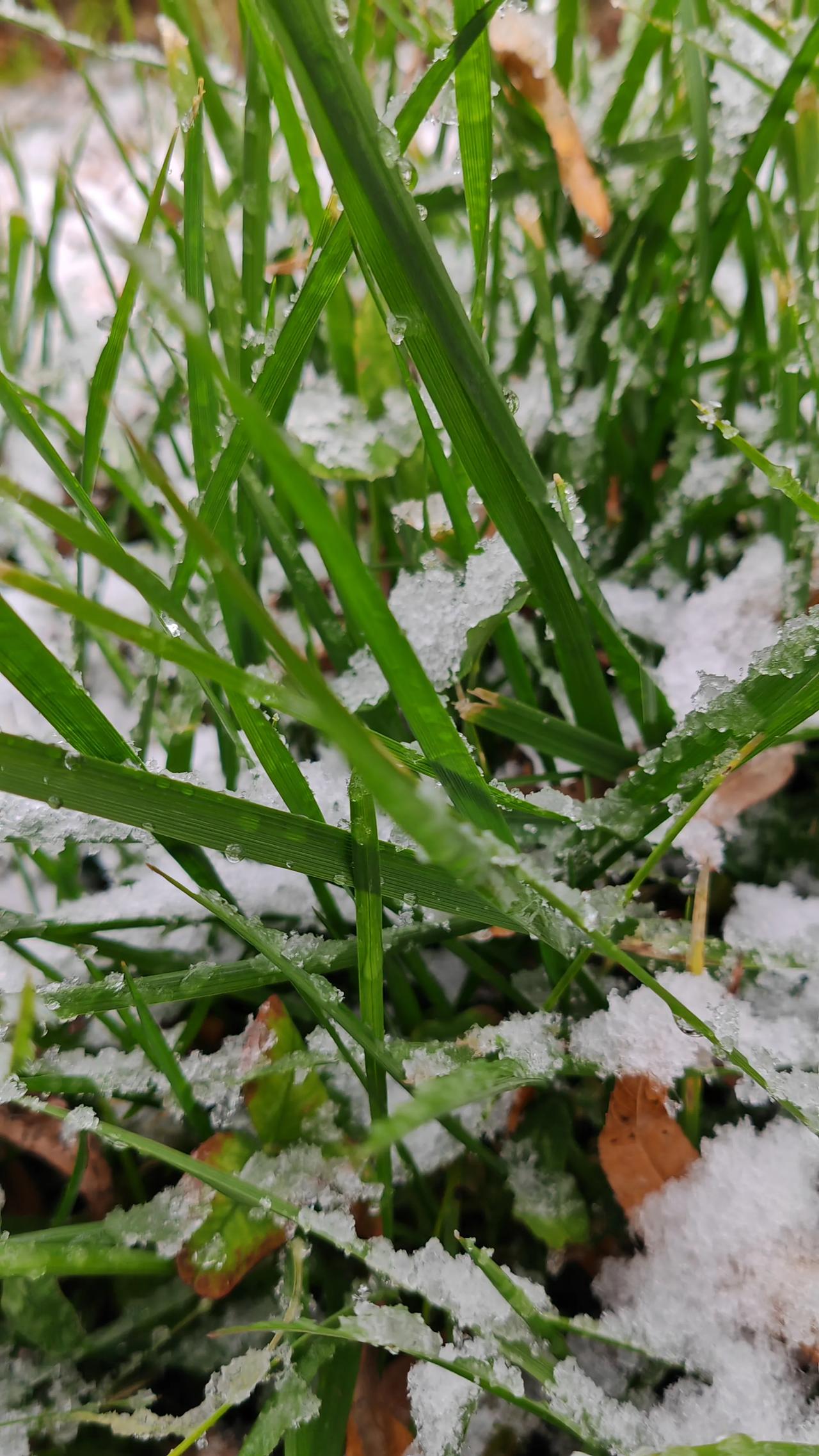 第一场雪如同纯洁的精灵，悄然降临，为寒冷的冬日增添了温馨与浪漫。#第一场雪# #