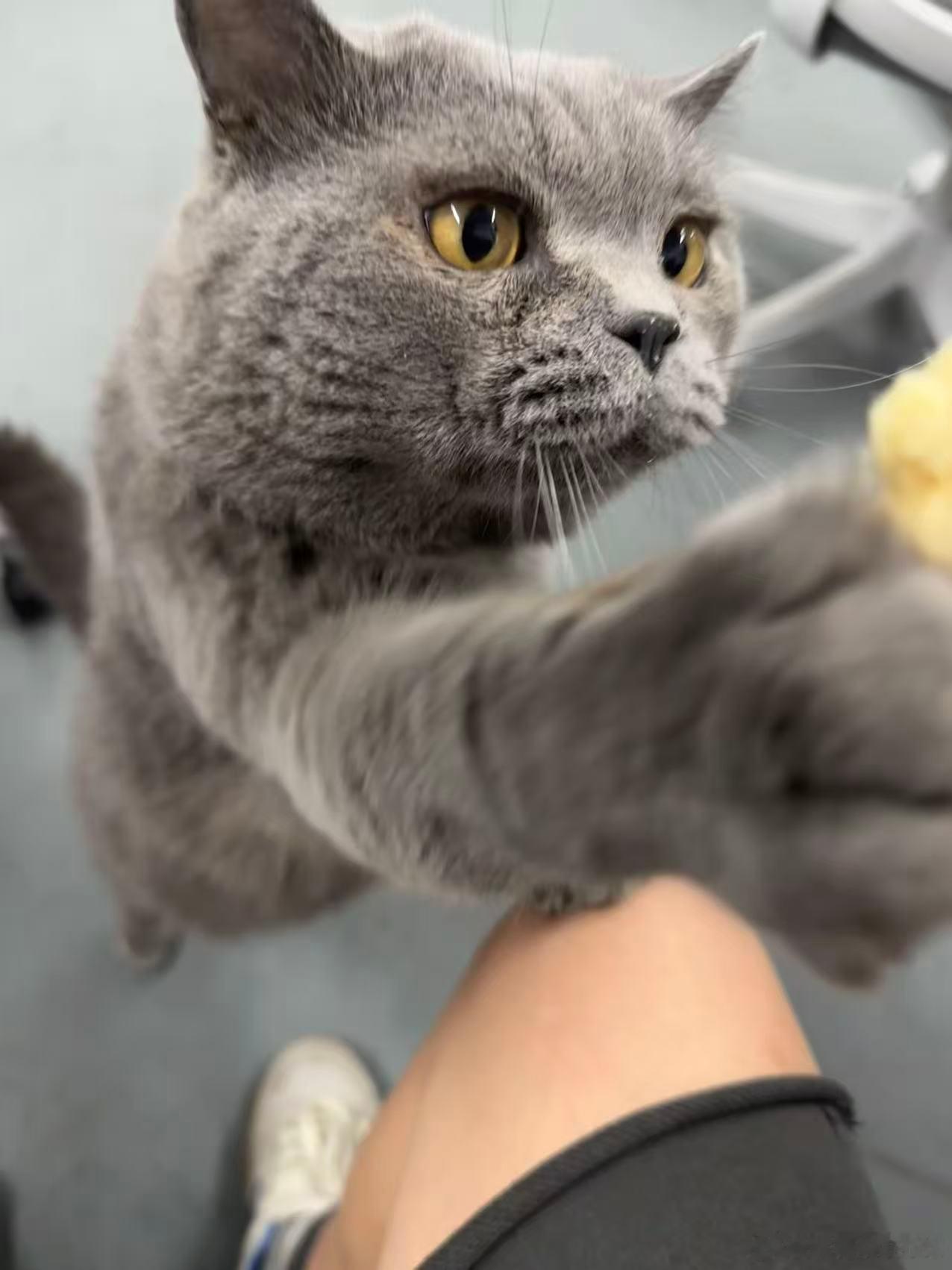 世界上怎么可能有比小猫还可爱的东西呢？[苦涩][苦涩][苦涩][苦涩][苦涩] 